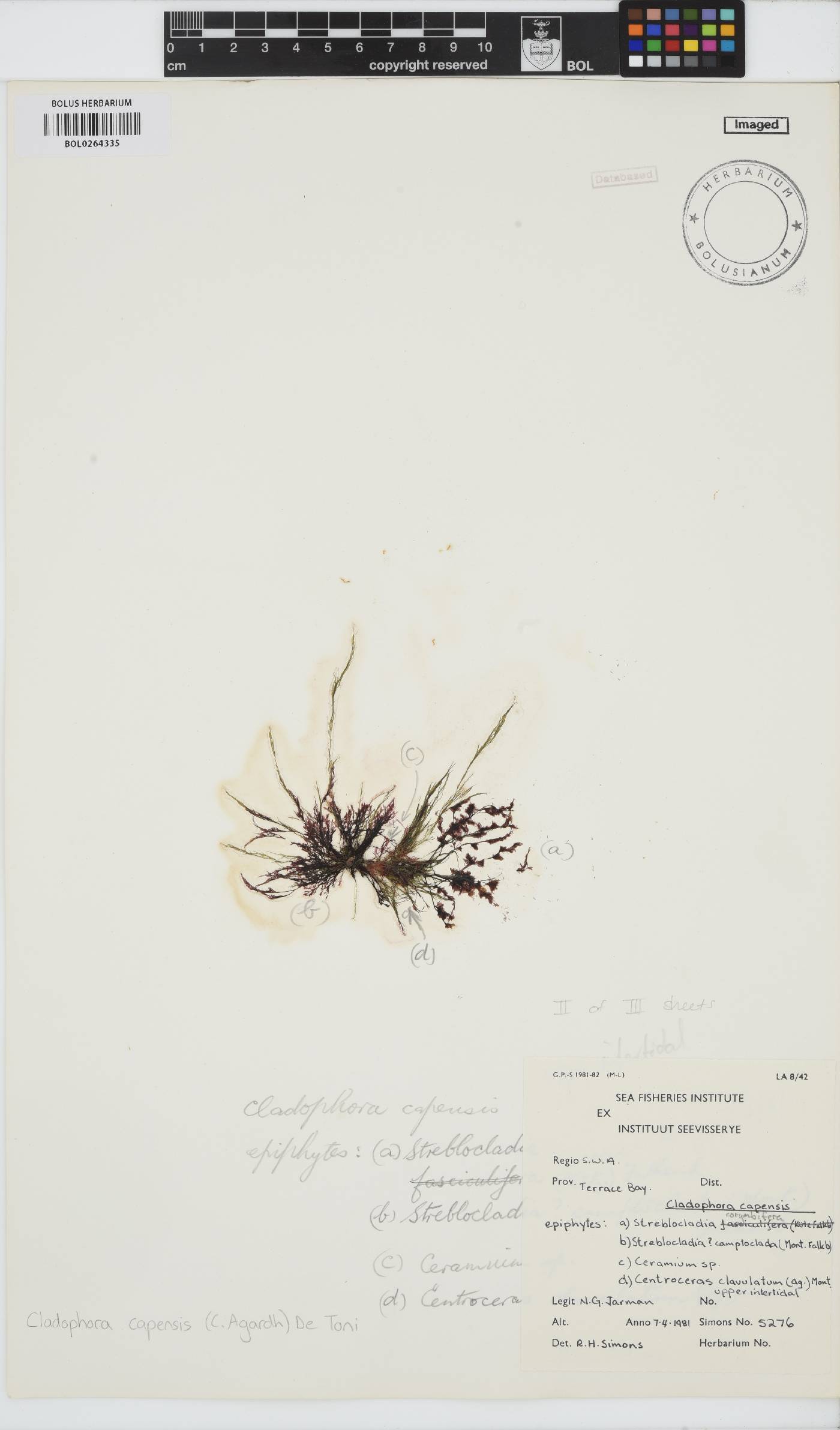 Cladophora capensis image