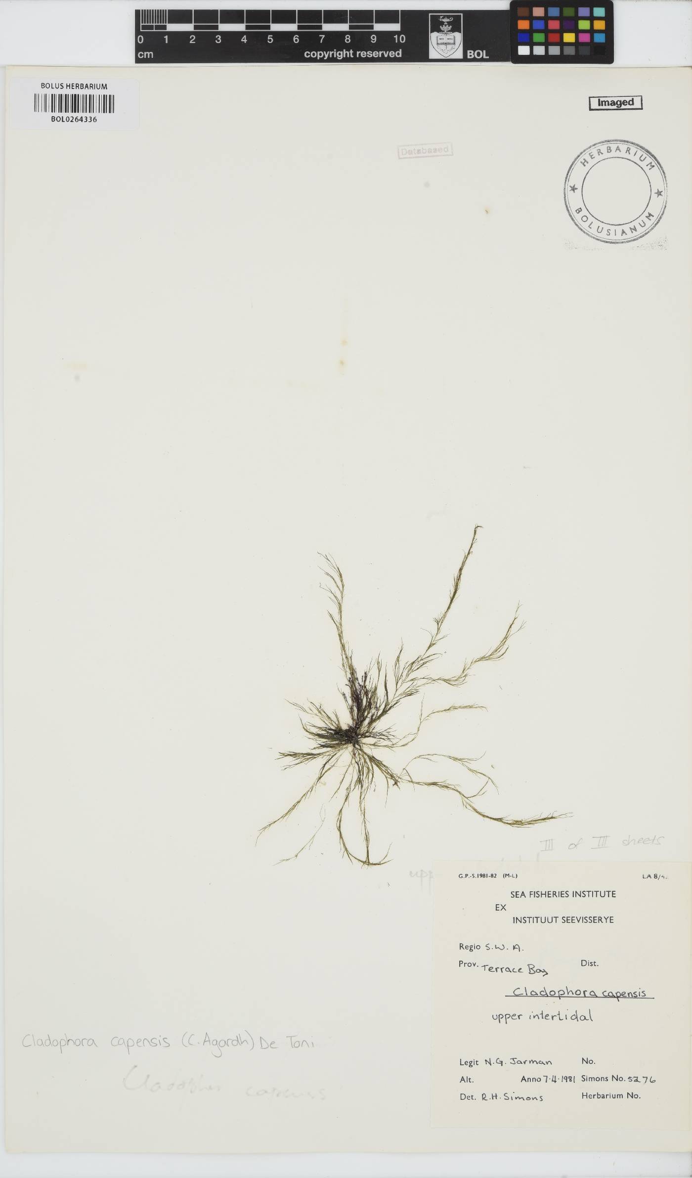 Cladophora capensis image