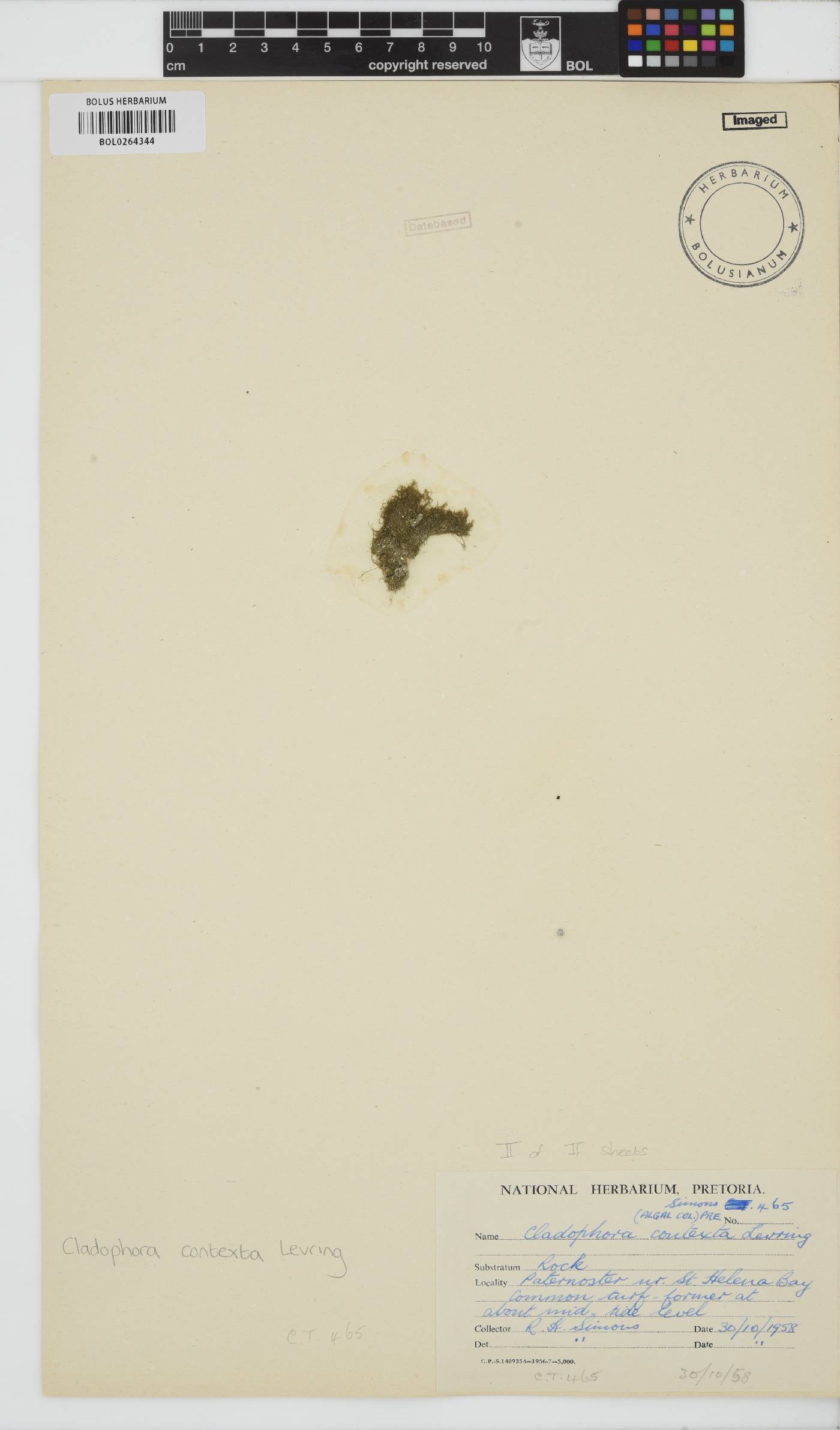 Cladophora contexta image