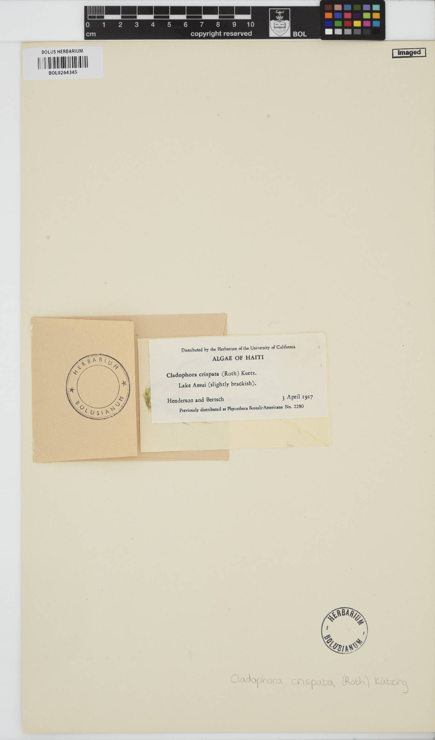 Cladophora glomerata var. crassior image