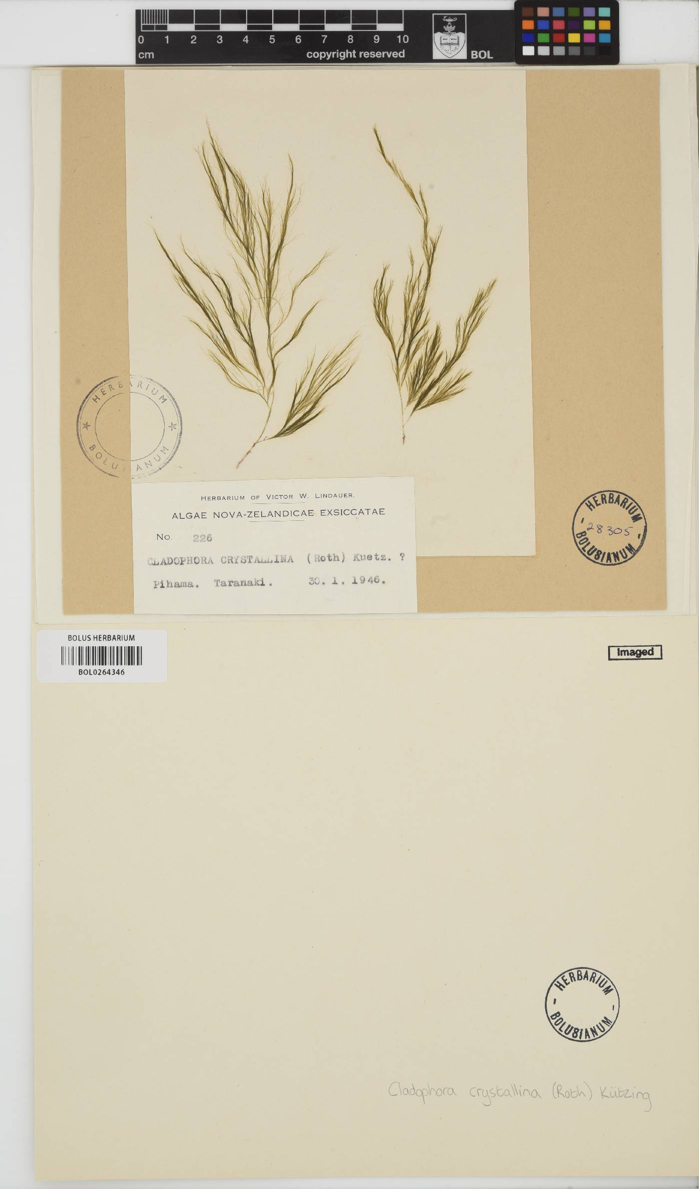 Cladophora crystallina image