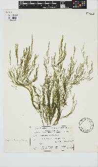 Image of Lychaete feredayi