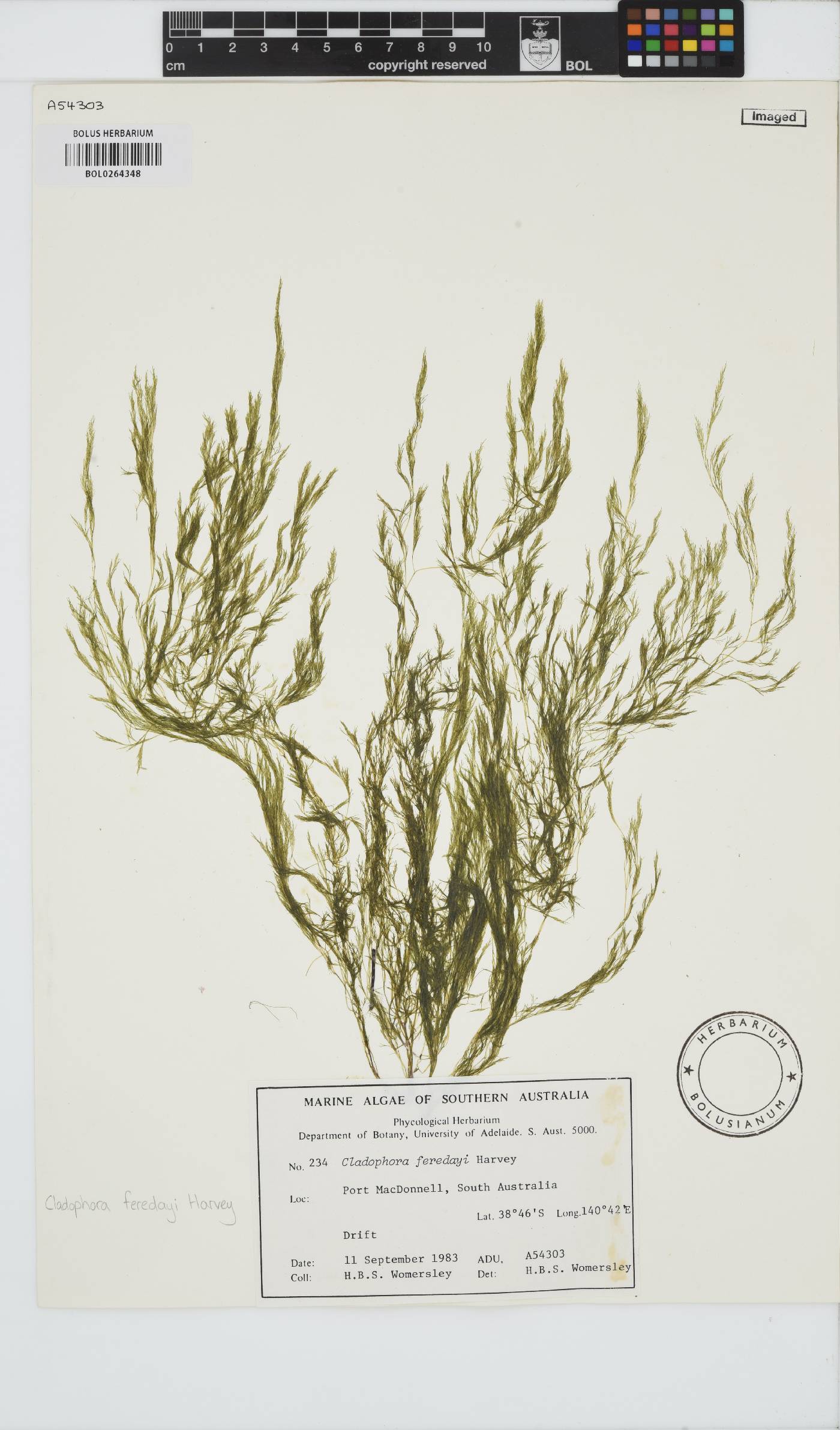 Lychaete feredayi image