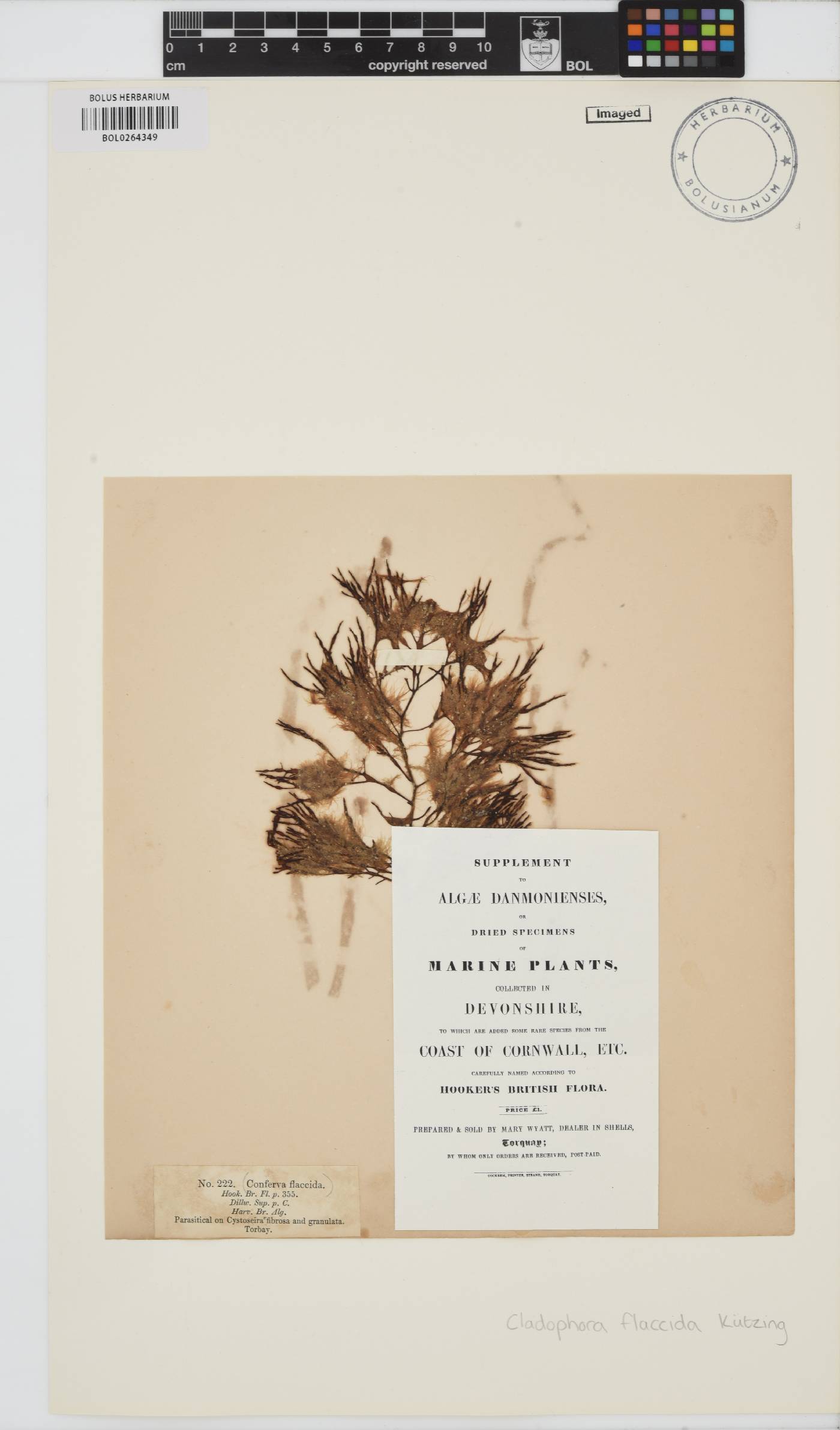 Cladophora vagabunda image