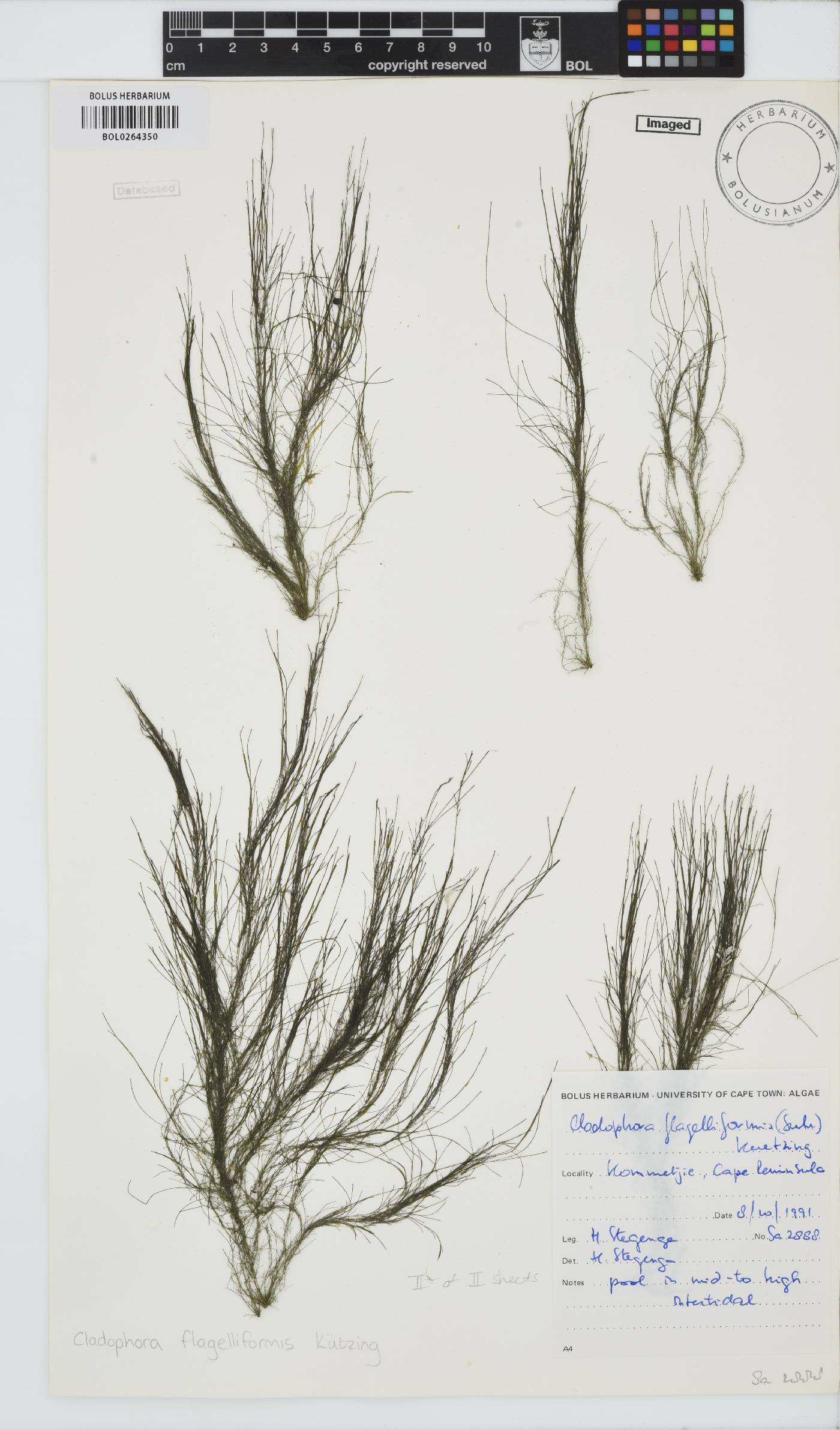 Cladophora flagelliformis image