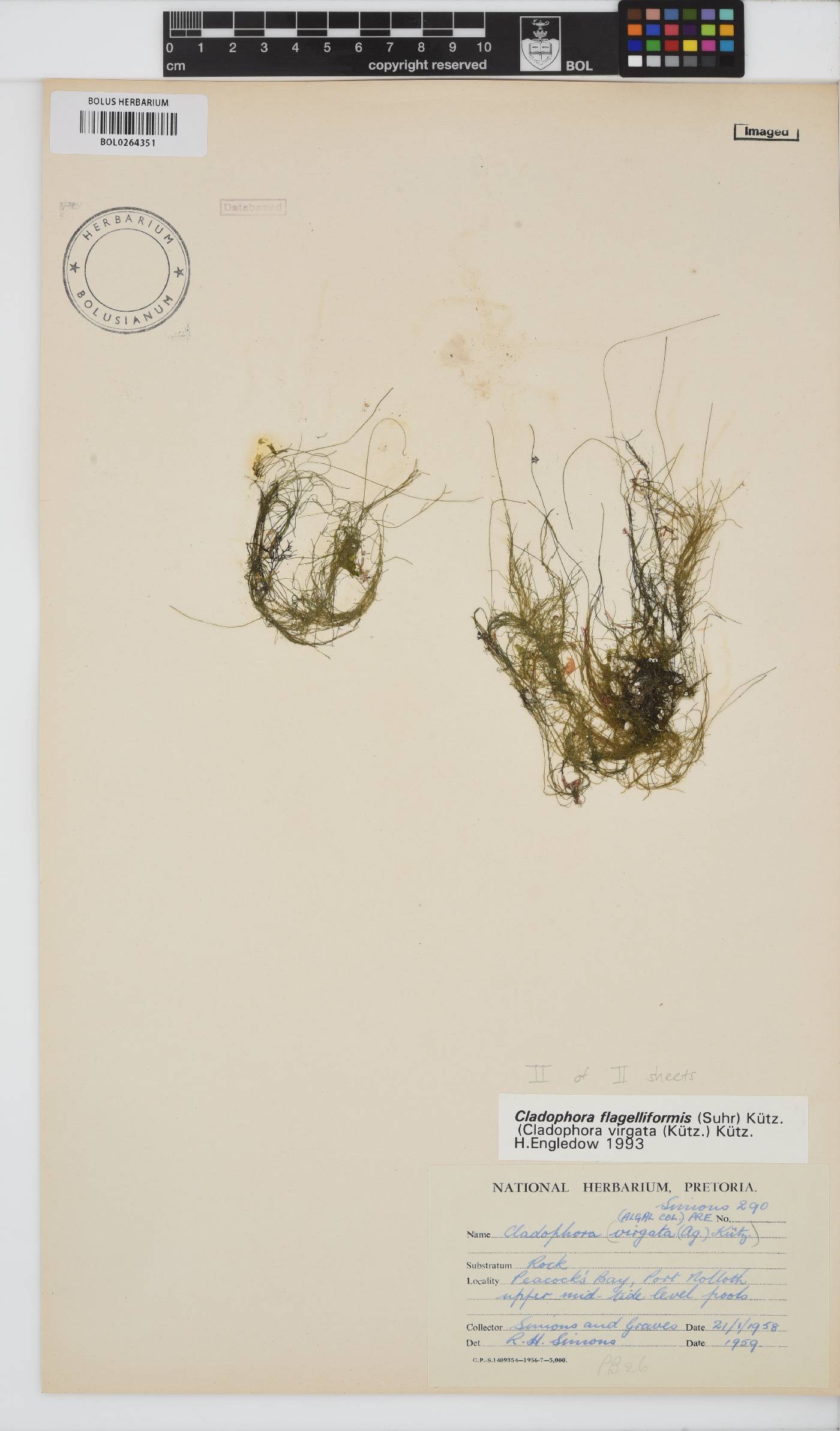 Cladophora flagelliformis image