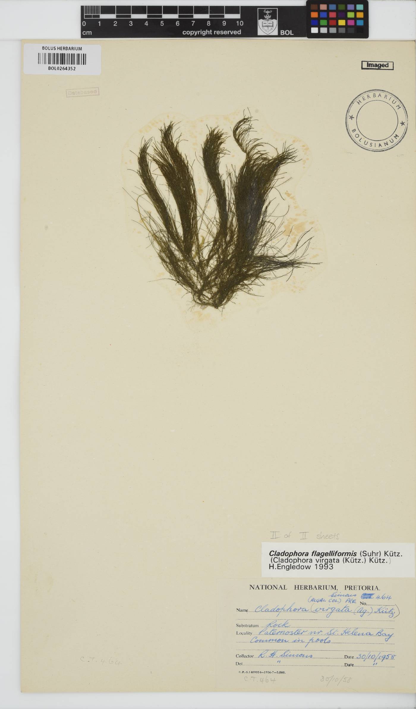 Cladophora flagelliformis image