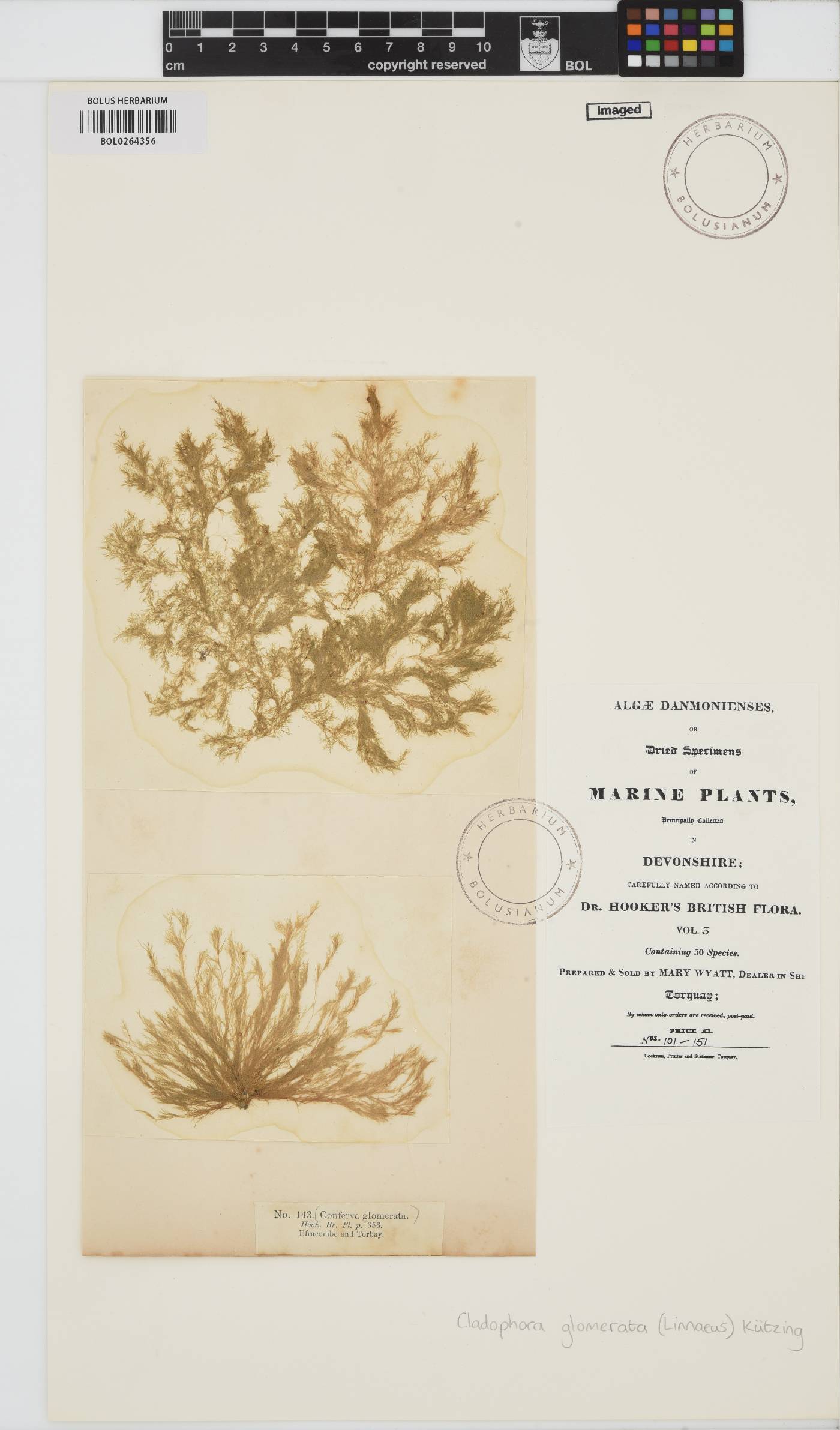Cladophora glomerata image