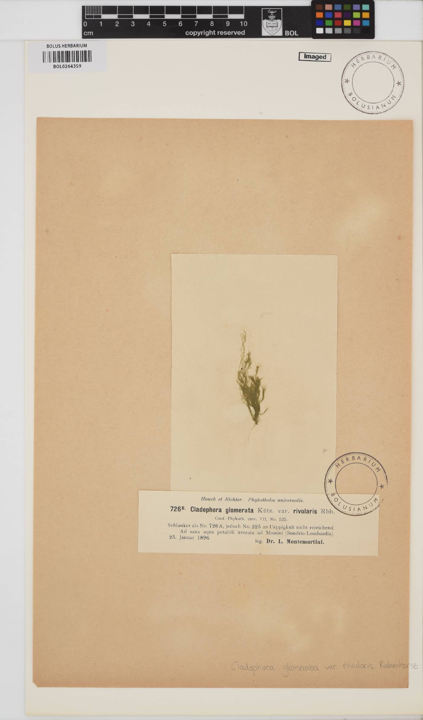 Cladophora glomerata image