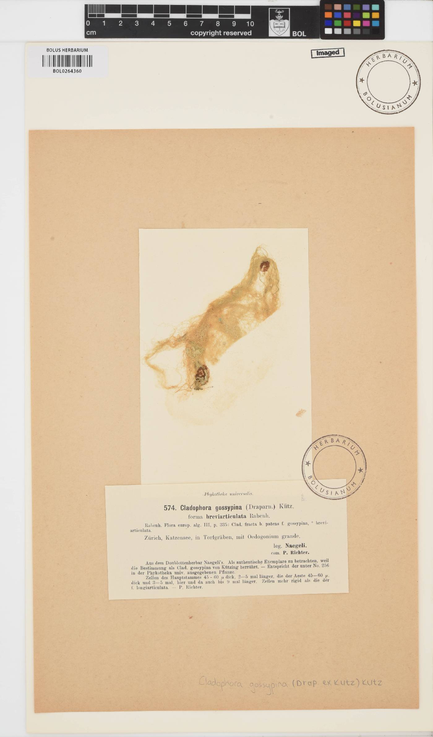 Cladophora glomerata image