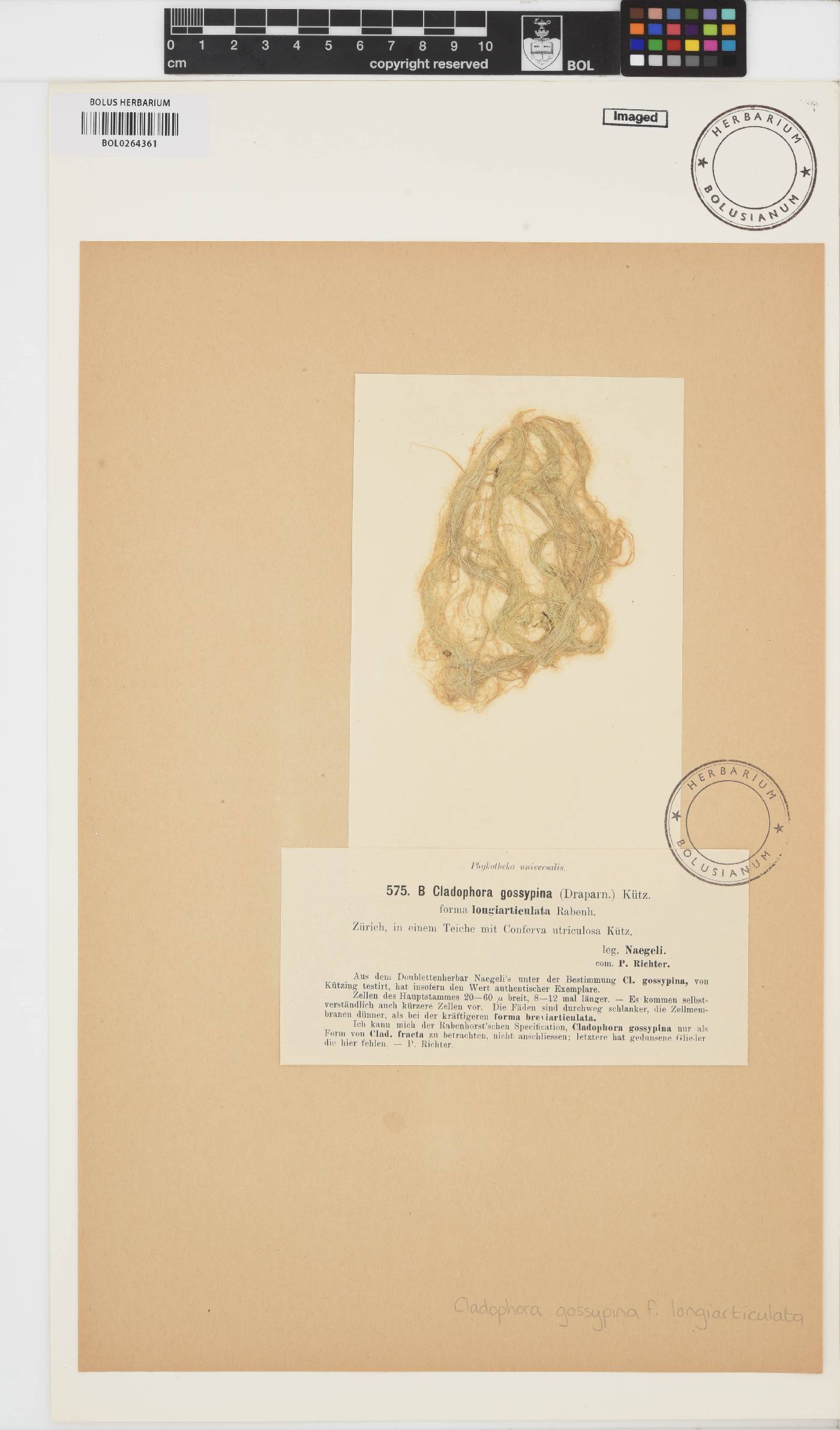 Cladophora glomerata var. crassior image