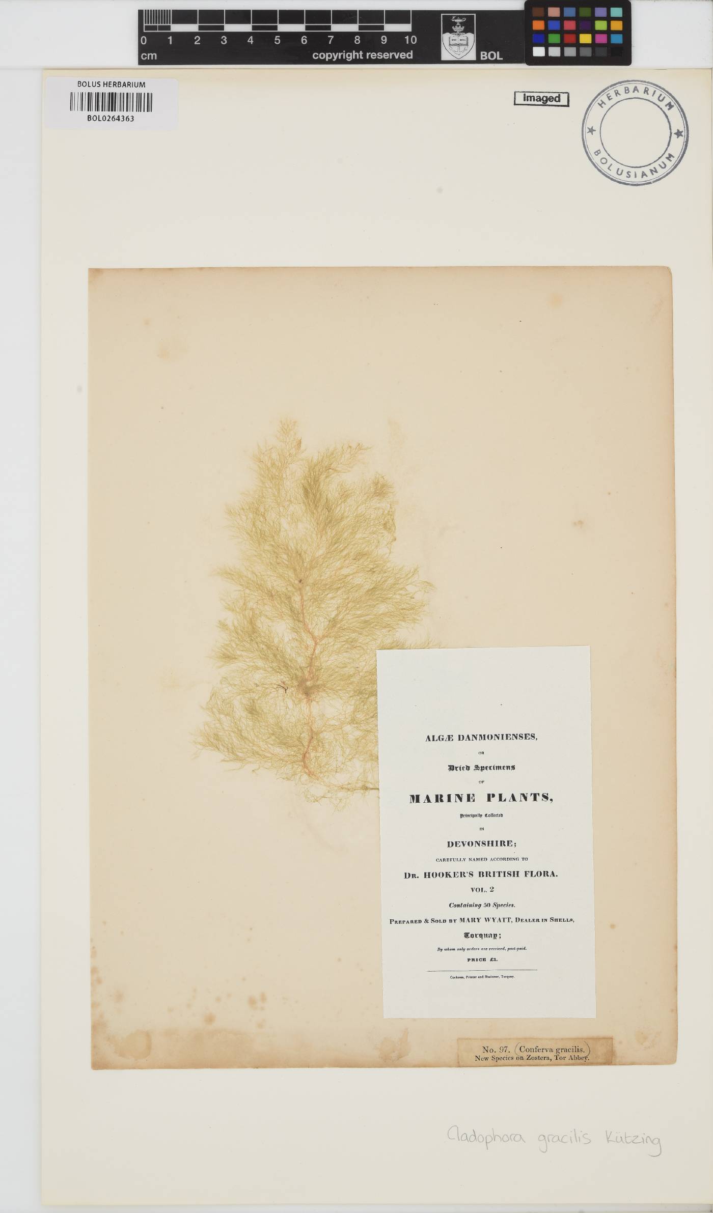 Cladophora gracilis image
