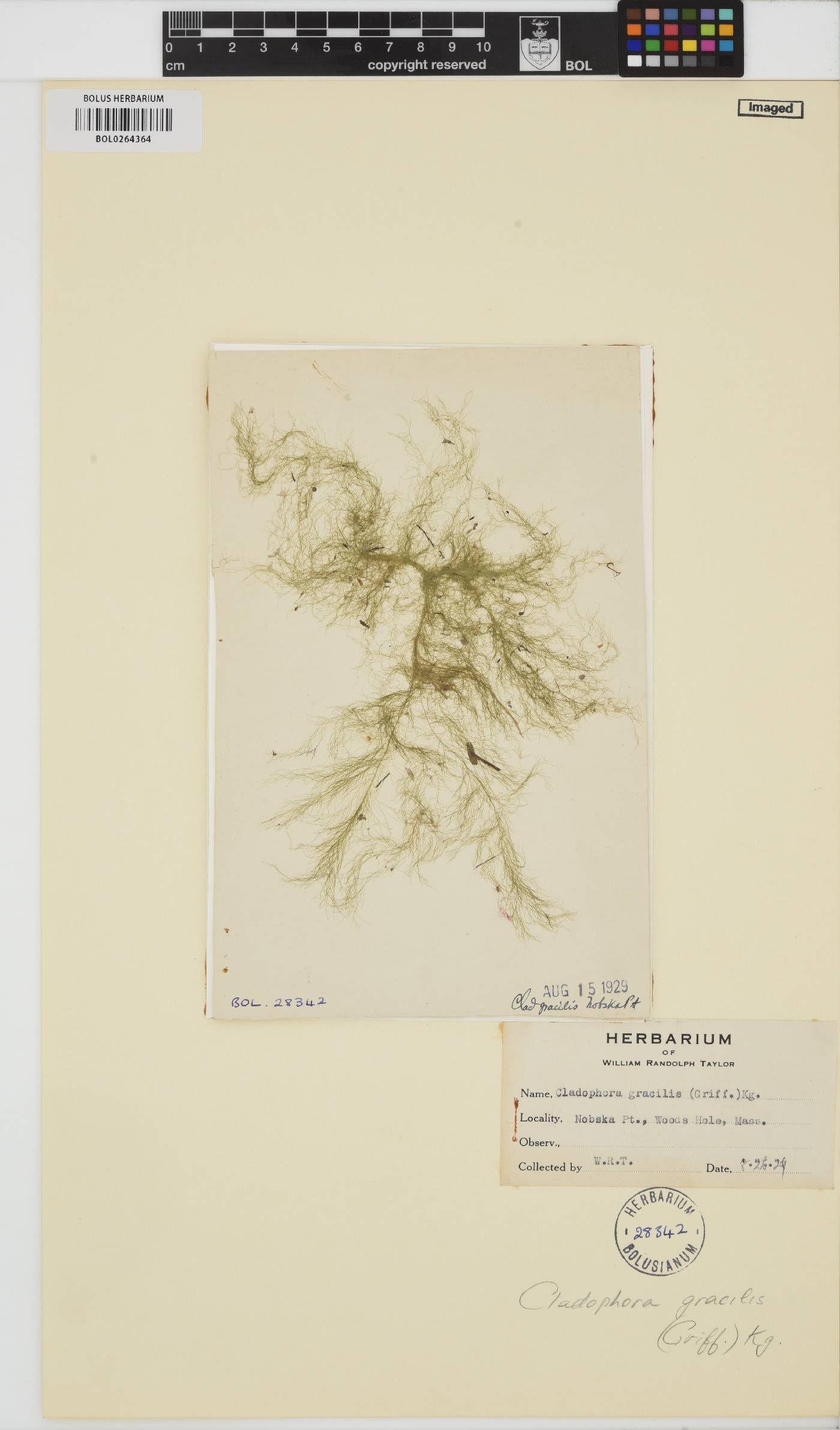 Cladophora gracilis image