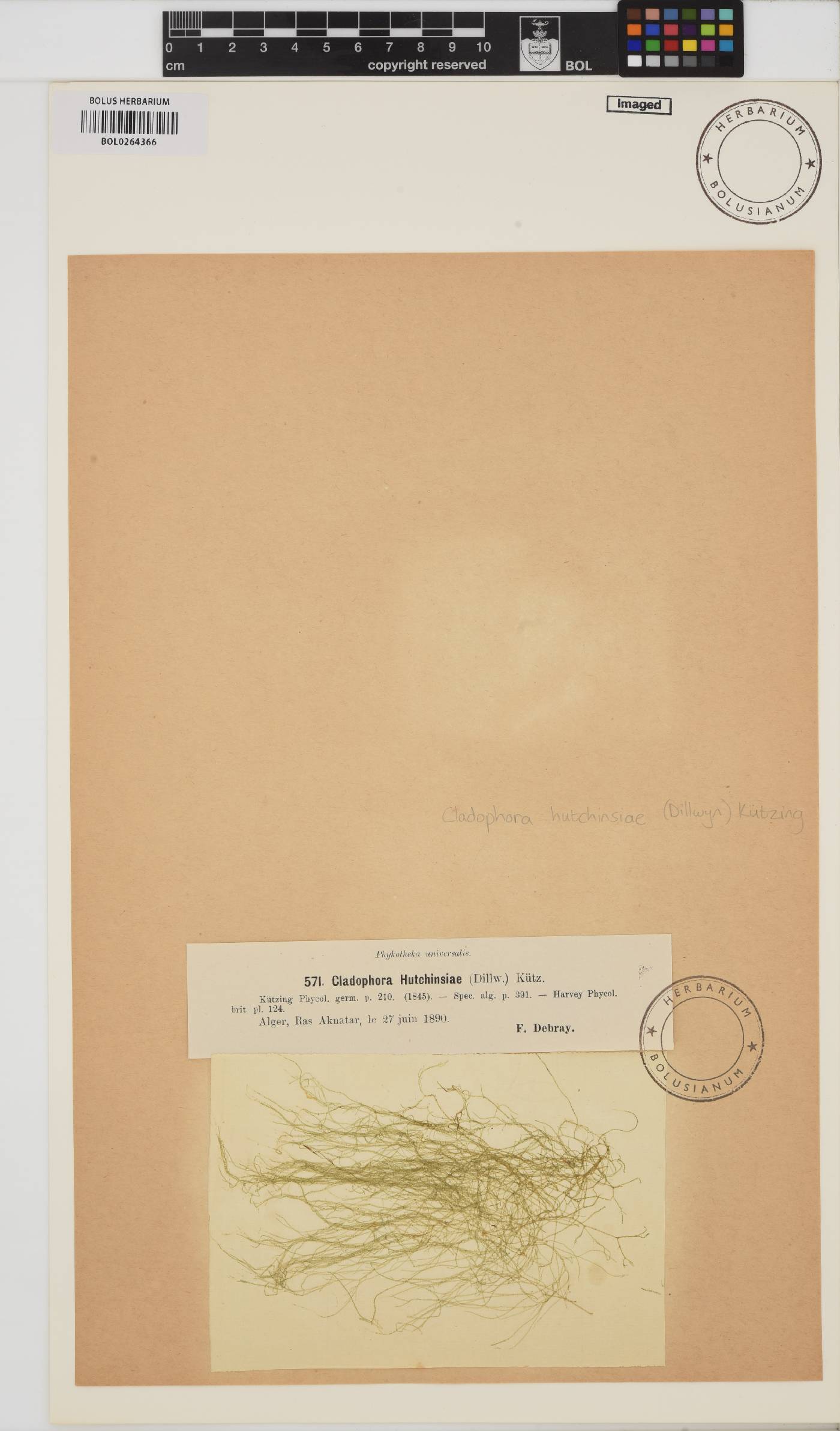 Cladophora hutchinsiae image