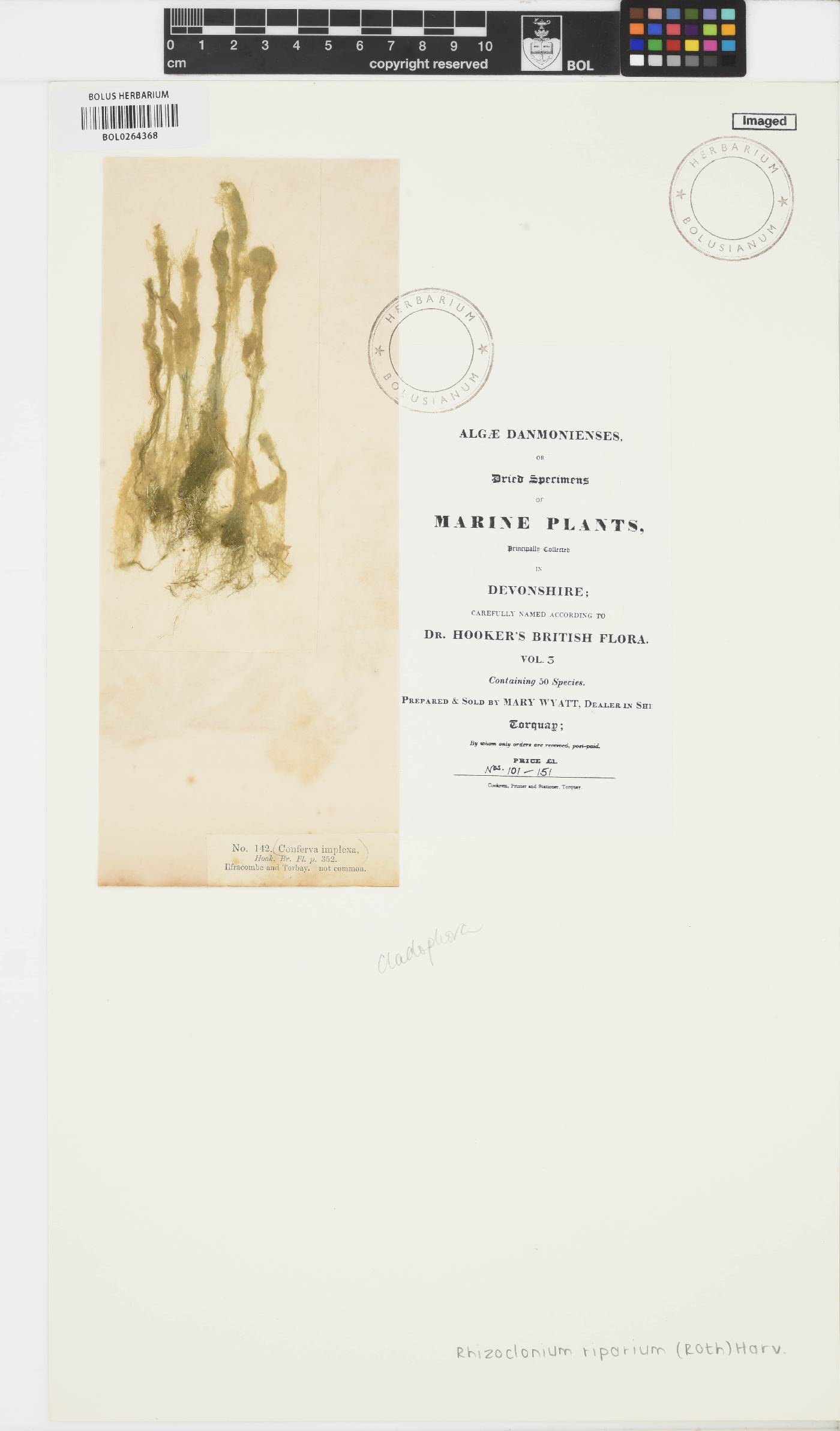 Rhizoclonium riparium image