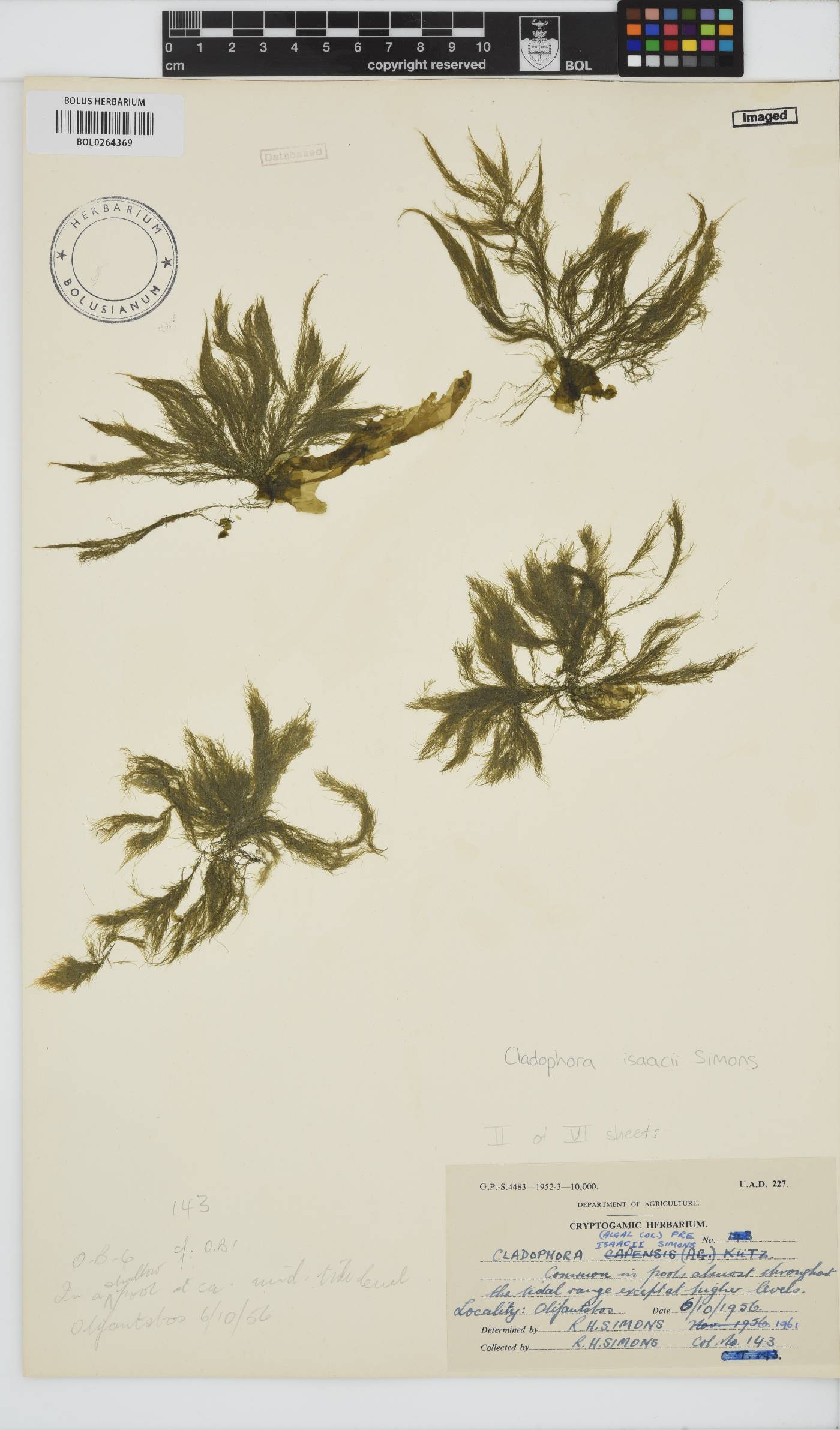 Cladophora isaacii image