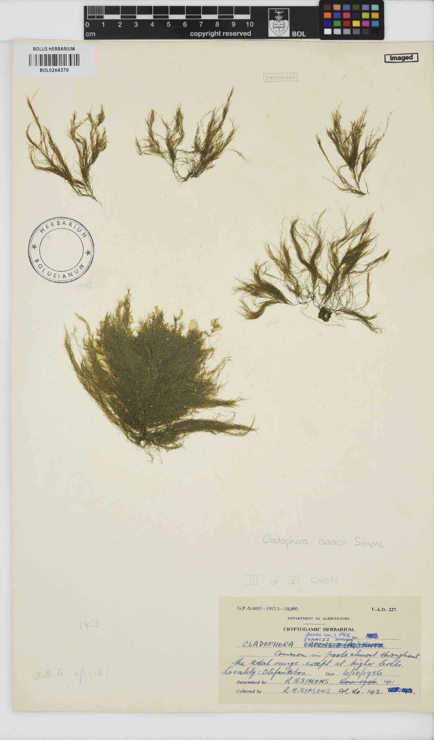 Cladophora isaacii image