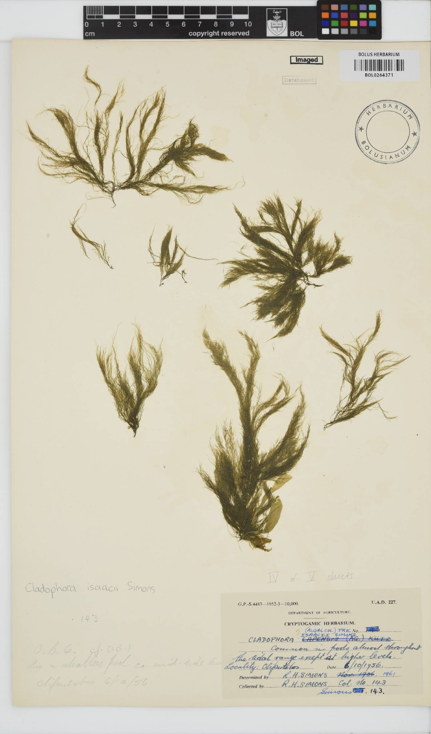 Cladophora isaacii image