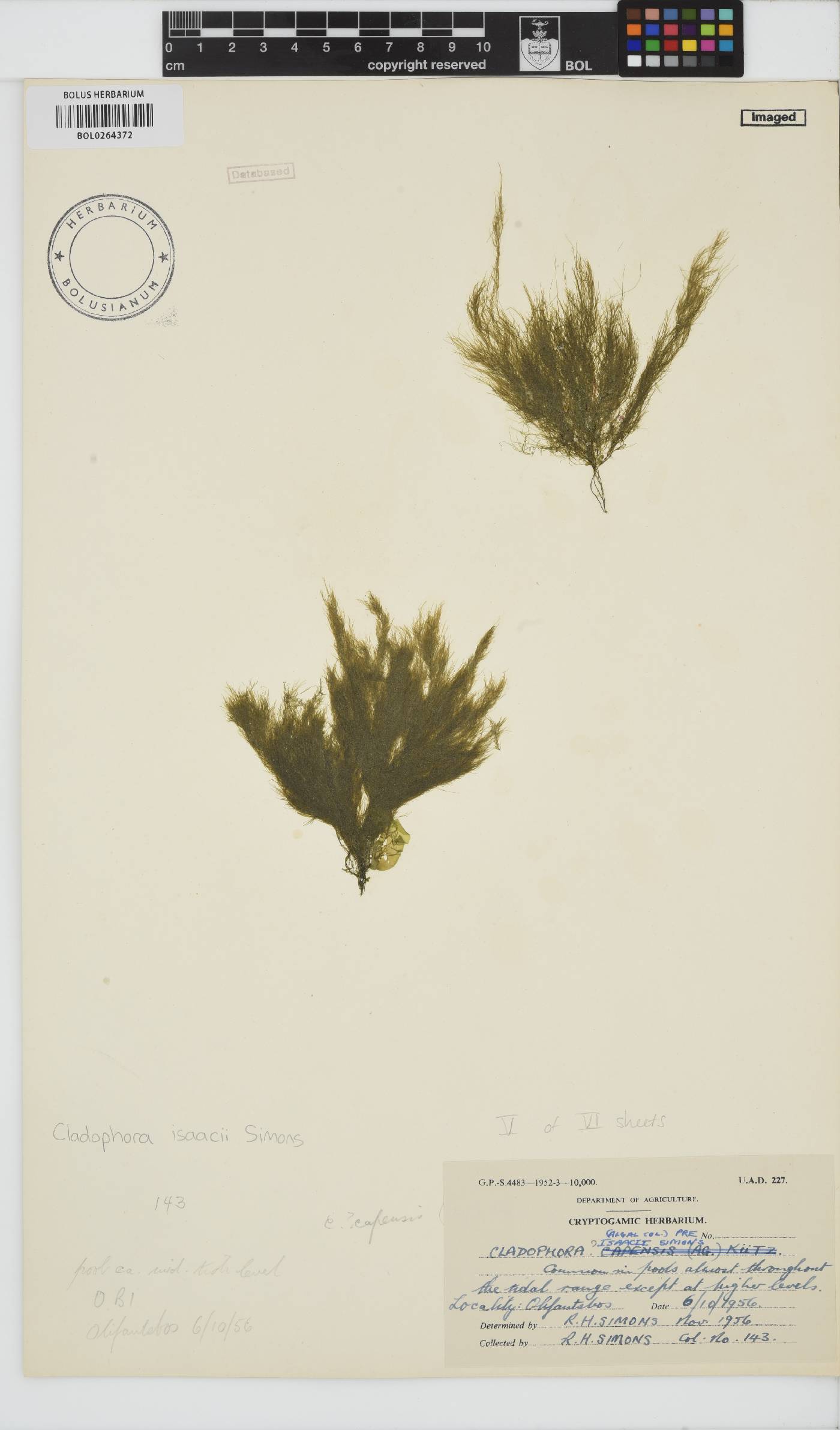 Cladophora isaacii image