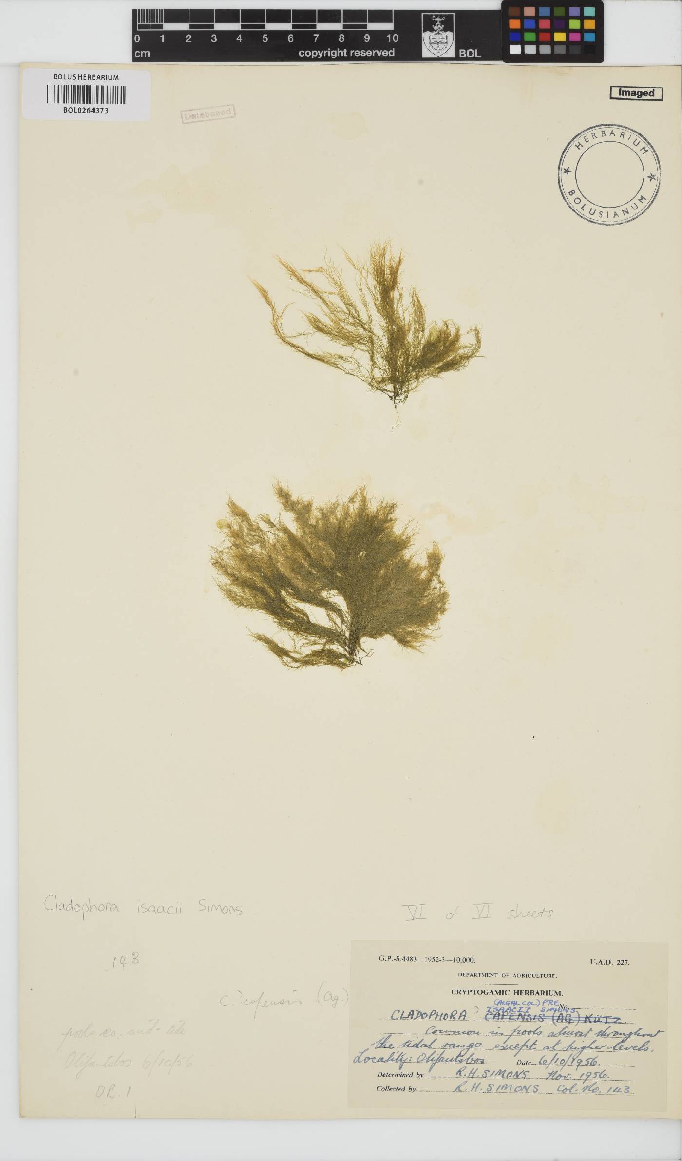 Cladophora isaacii image