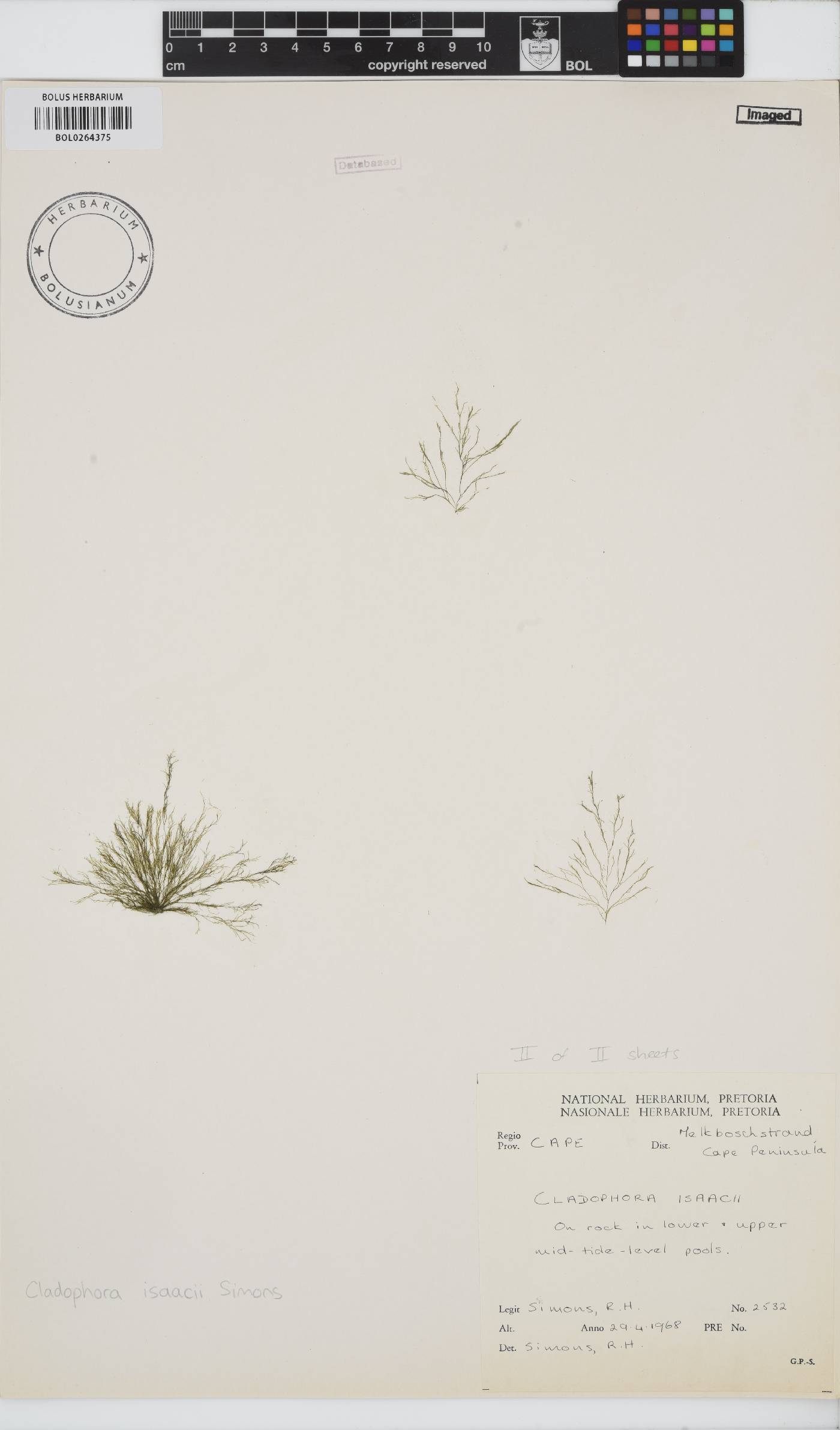 Cladophora isaacii image
