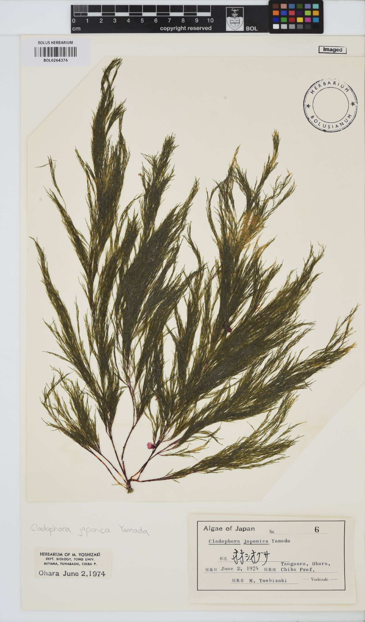 Lychaete japonica image