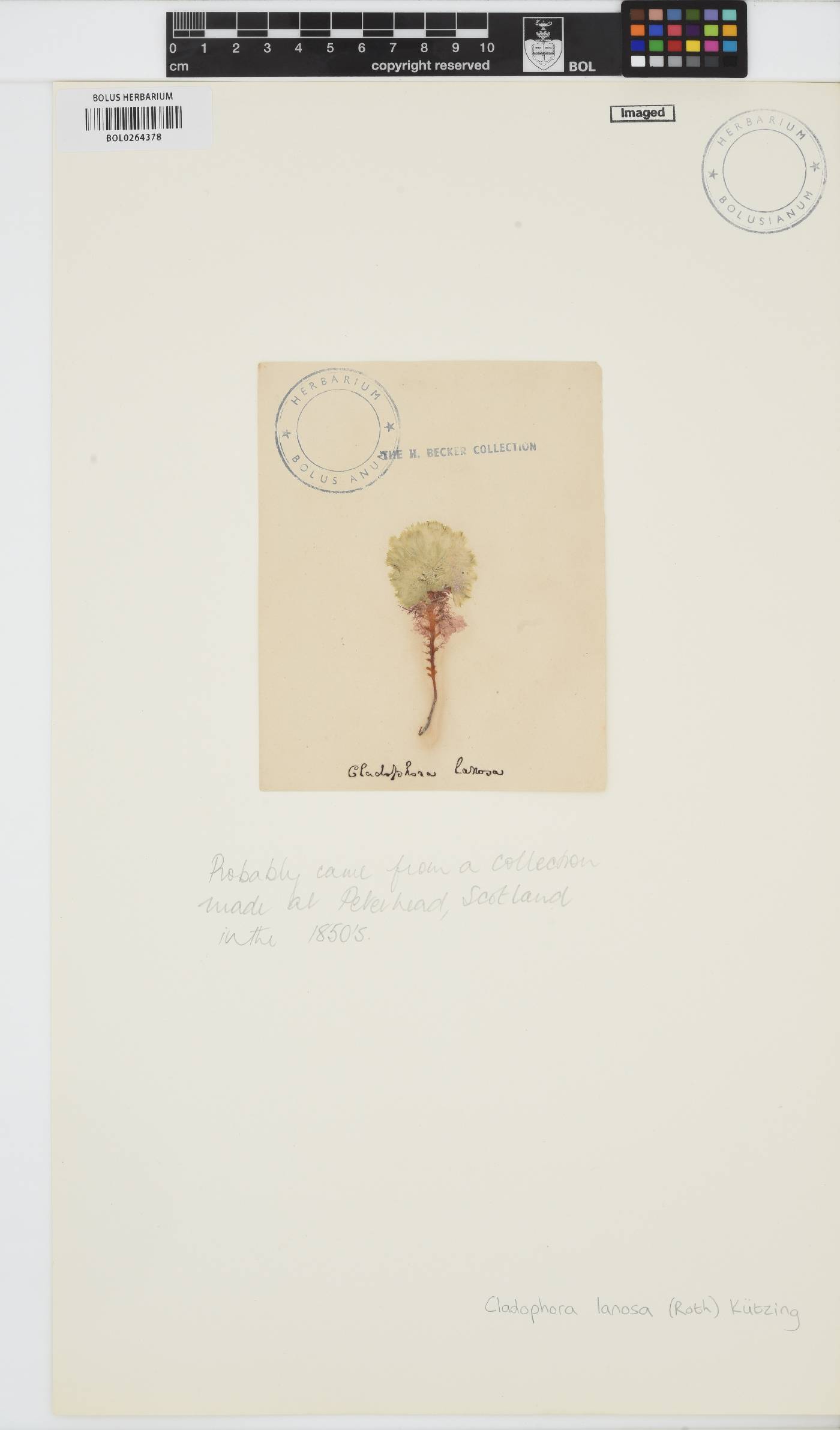 Acrosiphonia arcta image