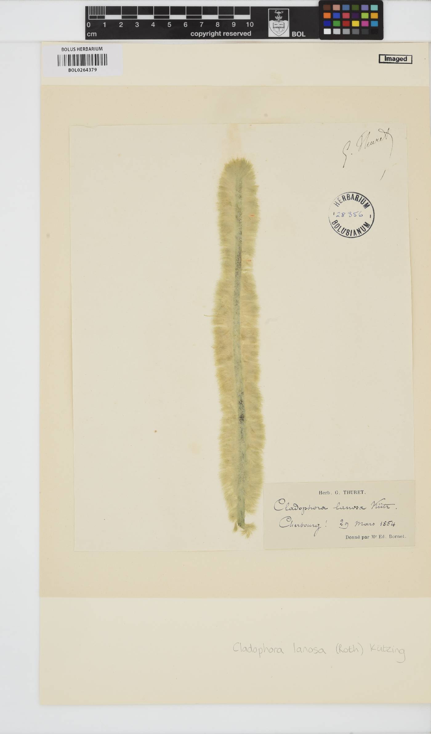 Acrosiphonia arcta image