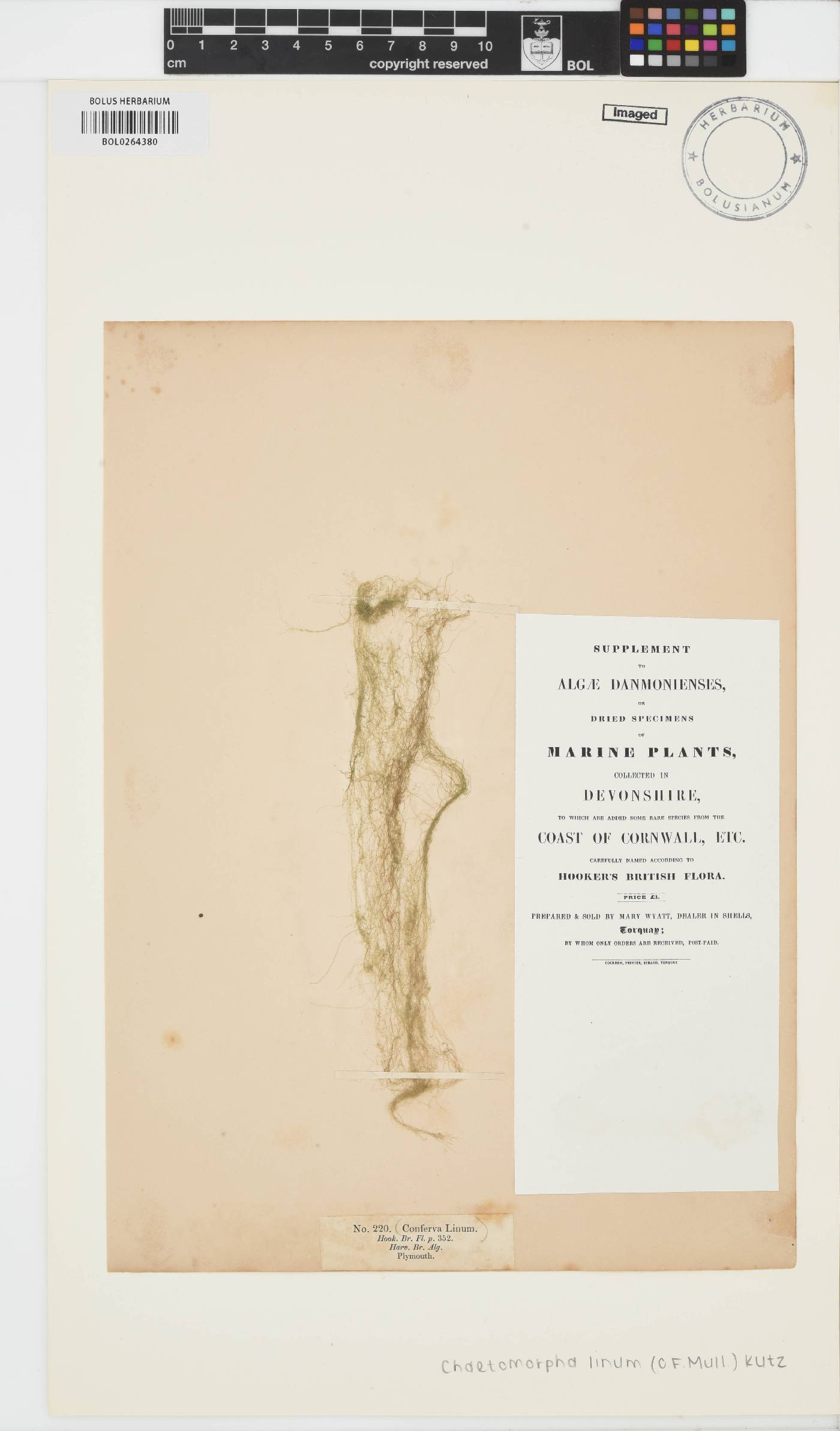 Chaetomorpha linum image