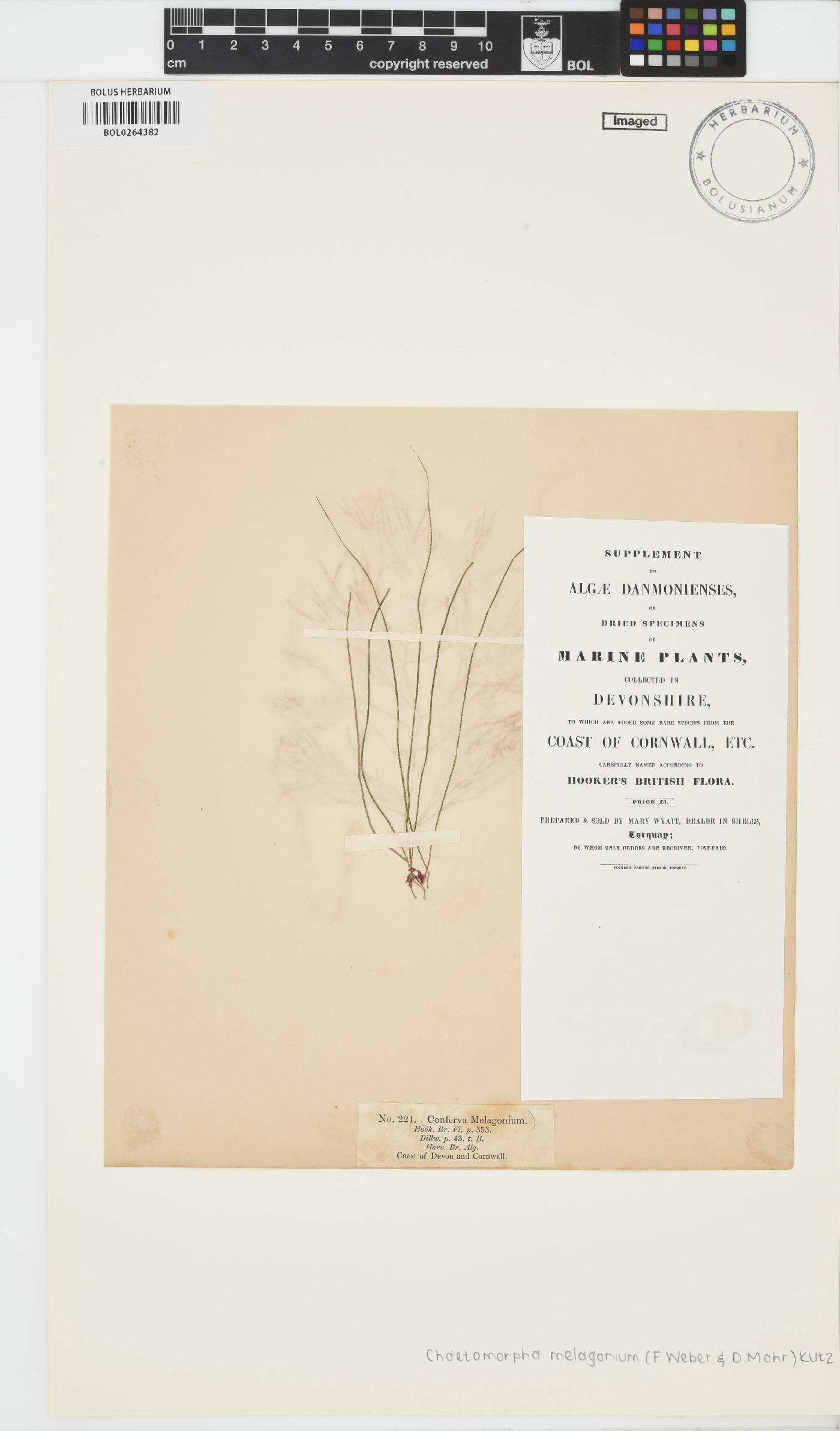 Chaetomorpha melagonium image
