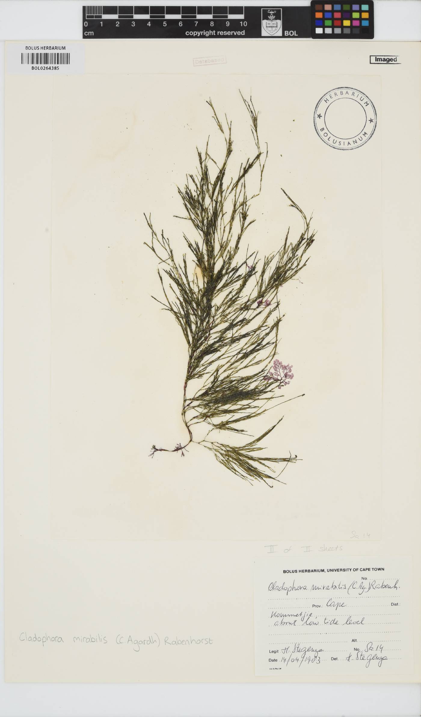 Lychaete mirabilis image