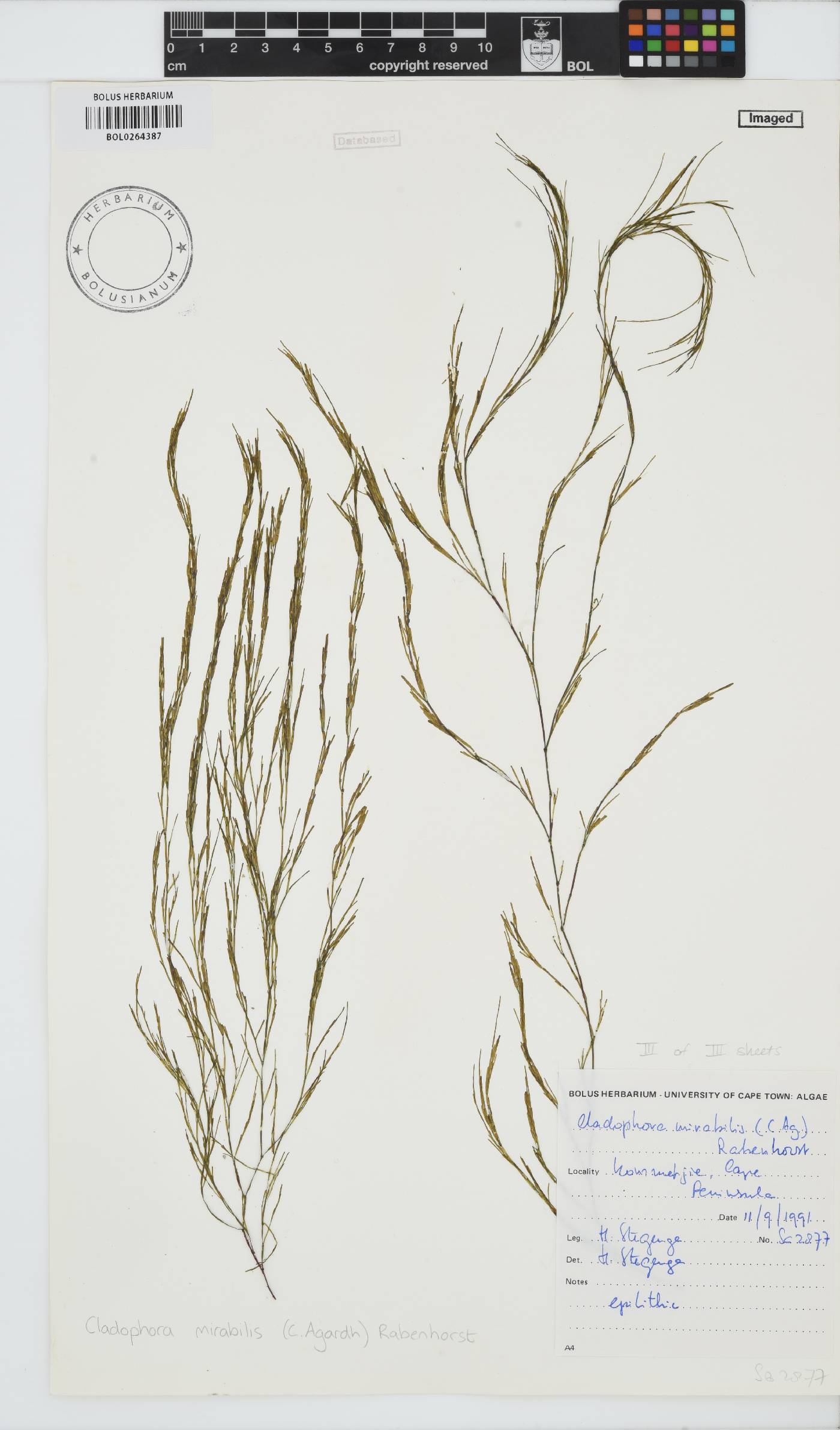 Lychaete mirabilis image