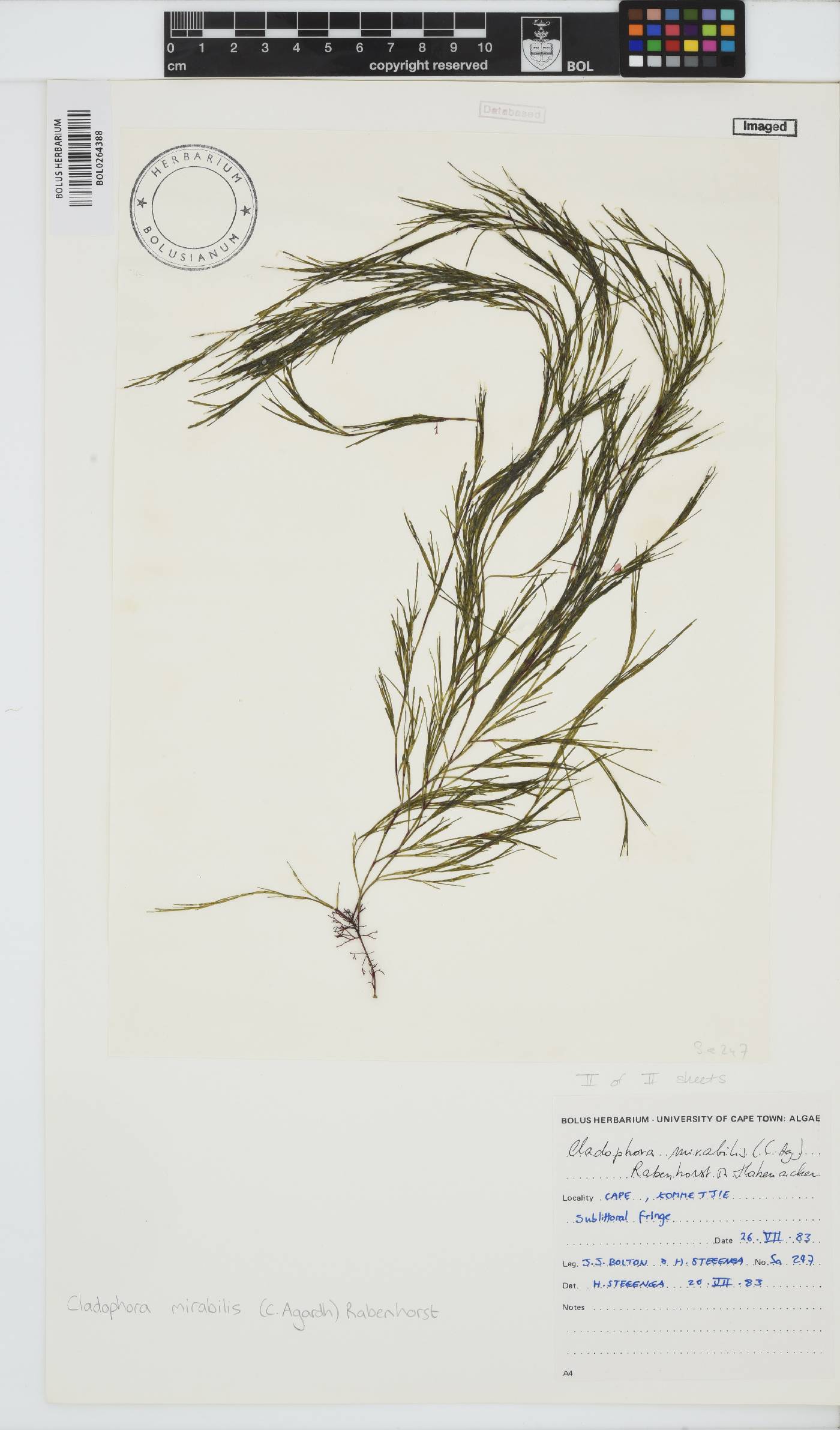 Lychaete mirabilis image