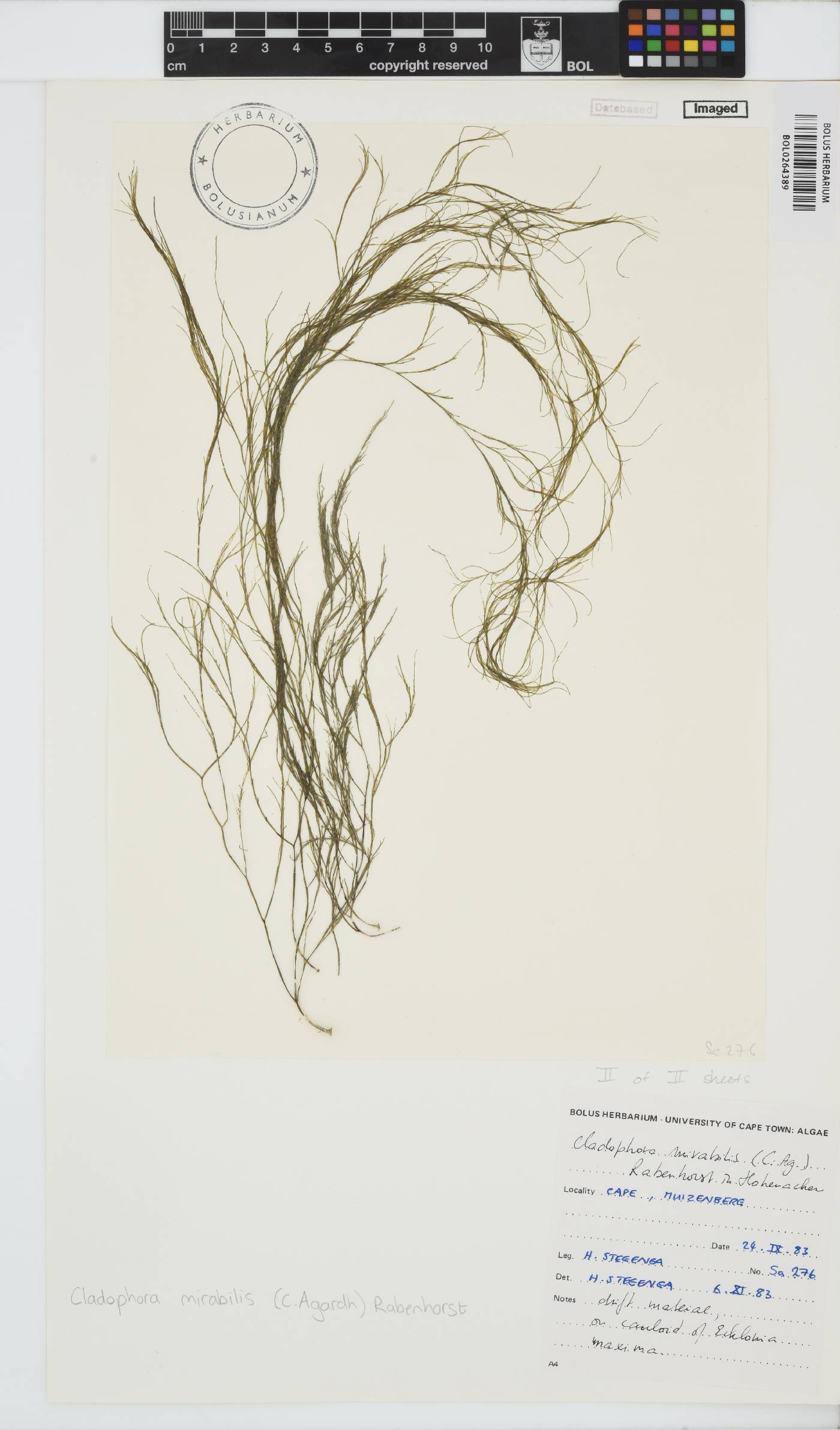 Lychaete mirabilis image