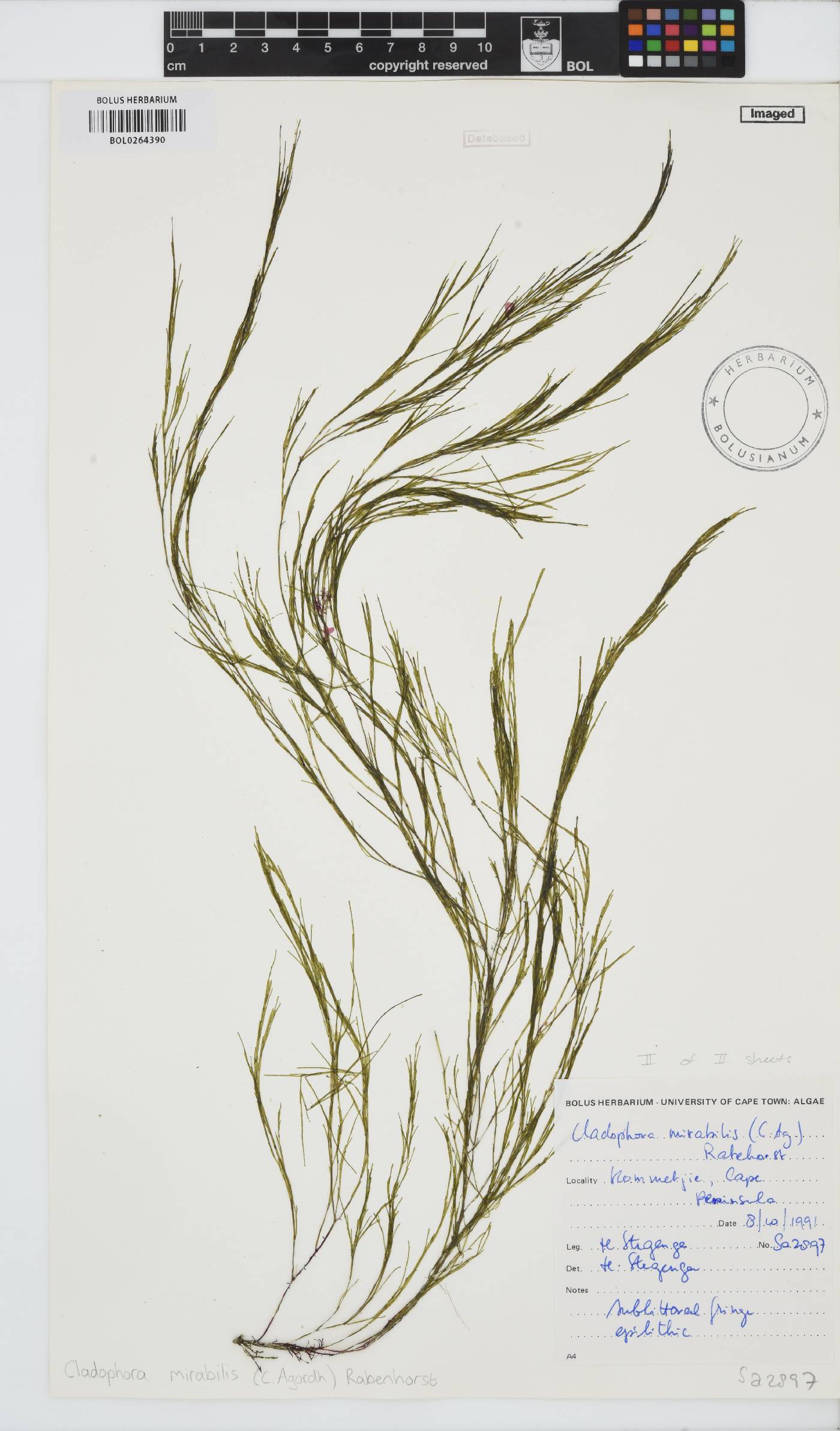 Lychaete mirabilis image