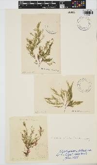 Lychaete pellucida image
