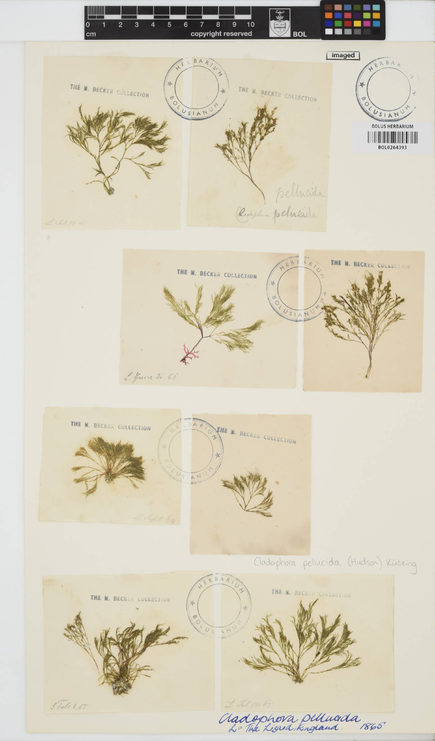 Lychaete pellucida image