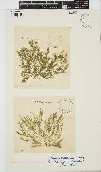 Lychaete pellucida image