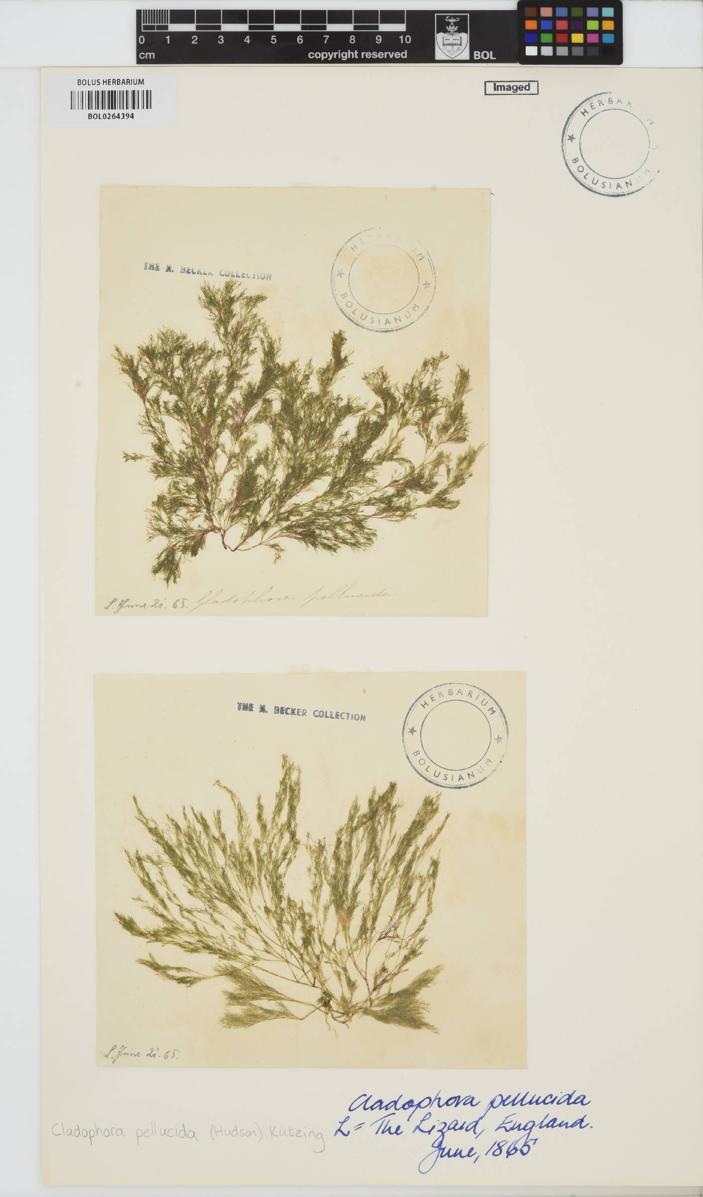 Lychaete pellucida image