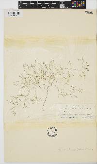 Lychaete pellucida image