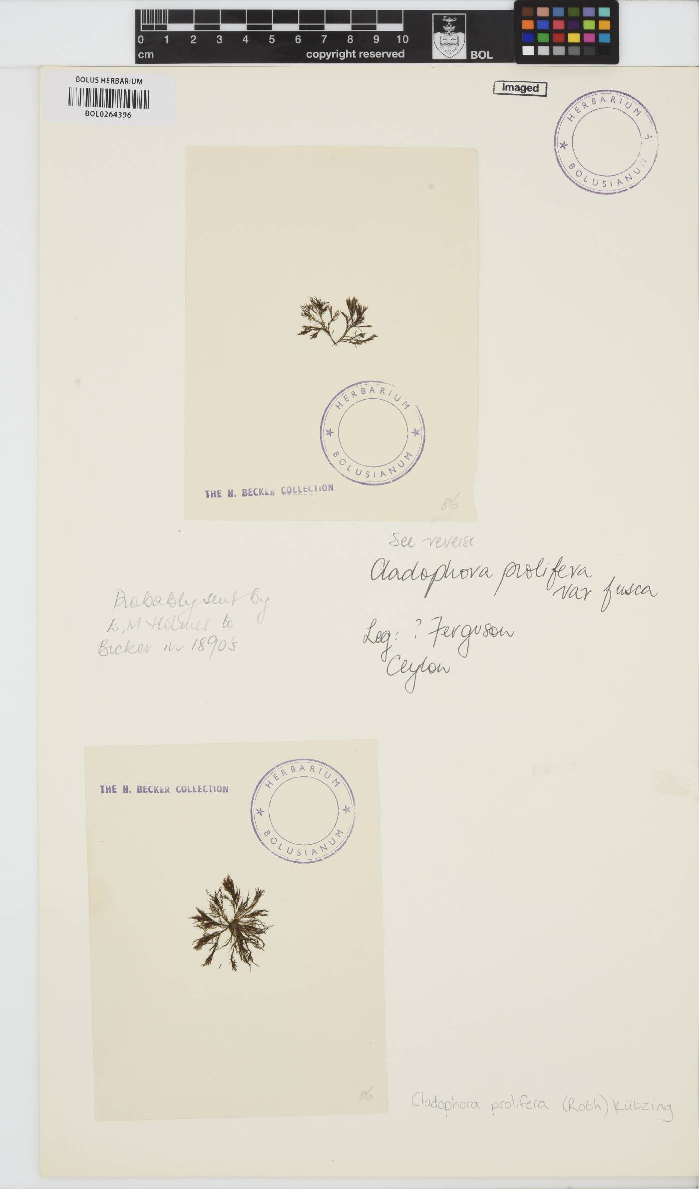 Cladophora prolifera image