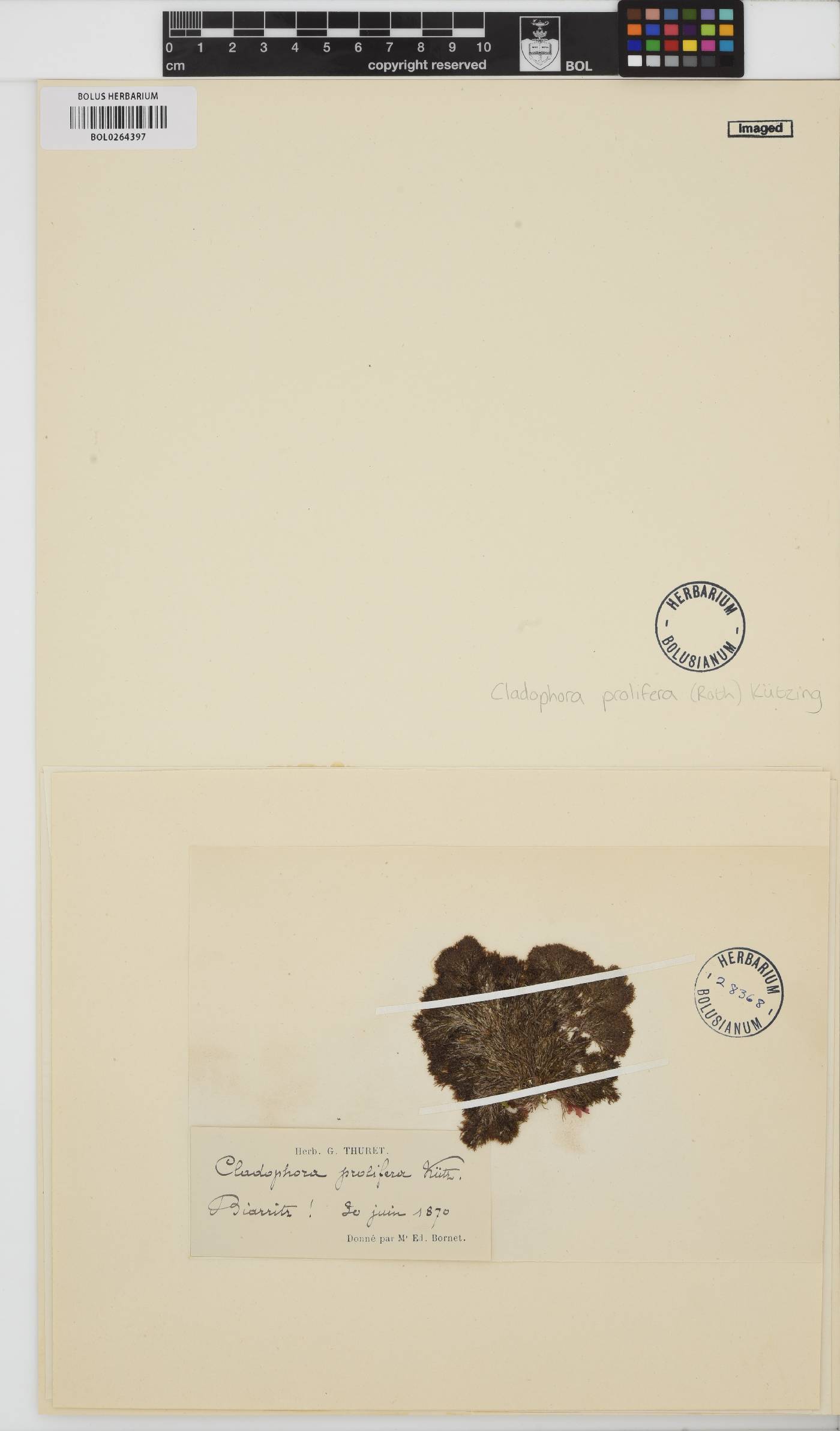 Cladophora prolifera image