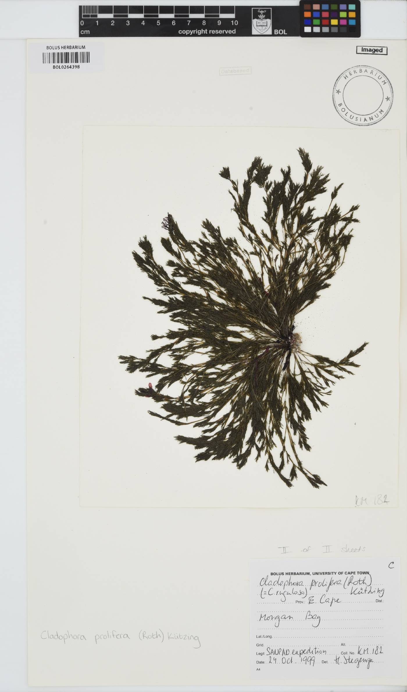 Cladophora prolifera image