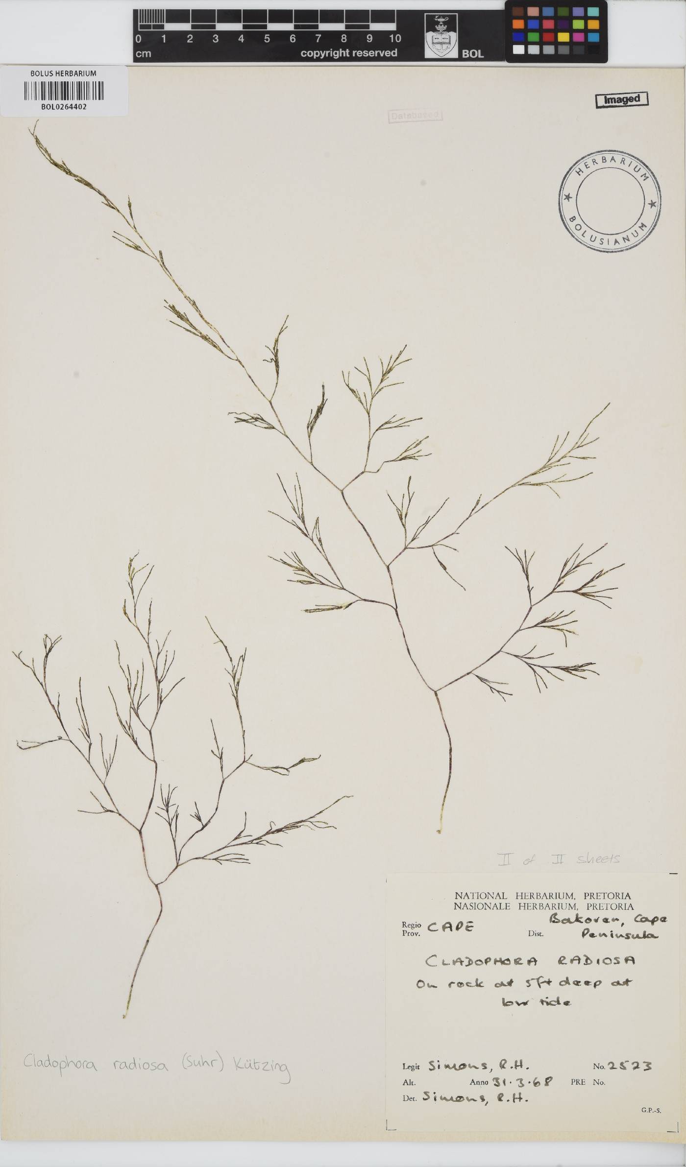 Lychaete radiosa image