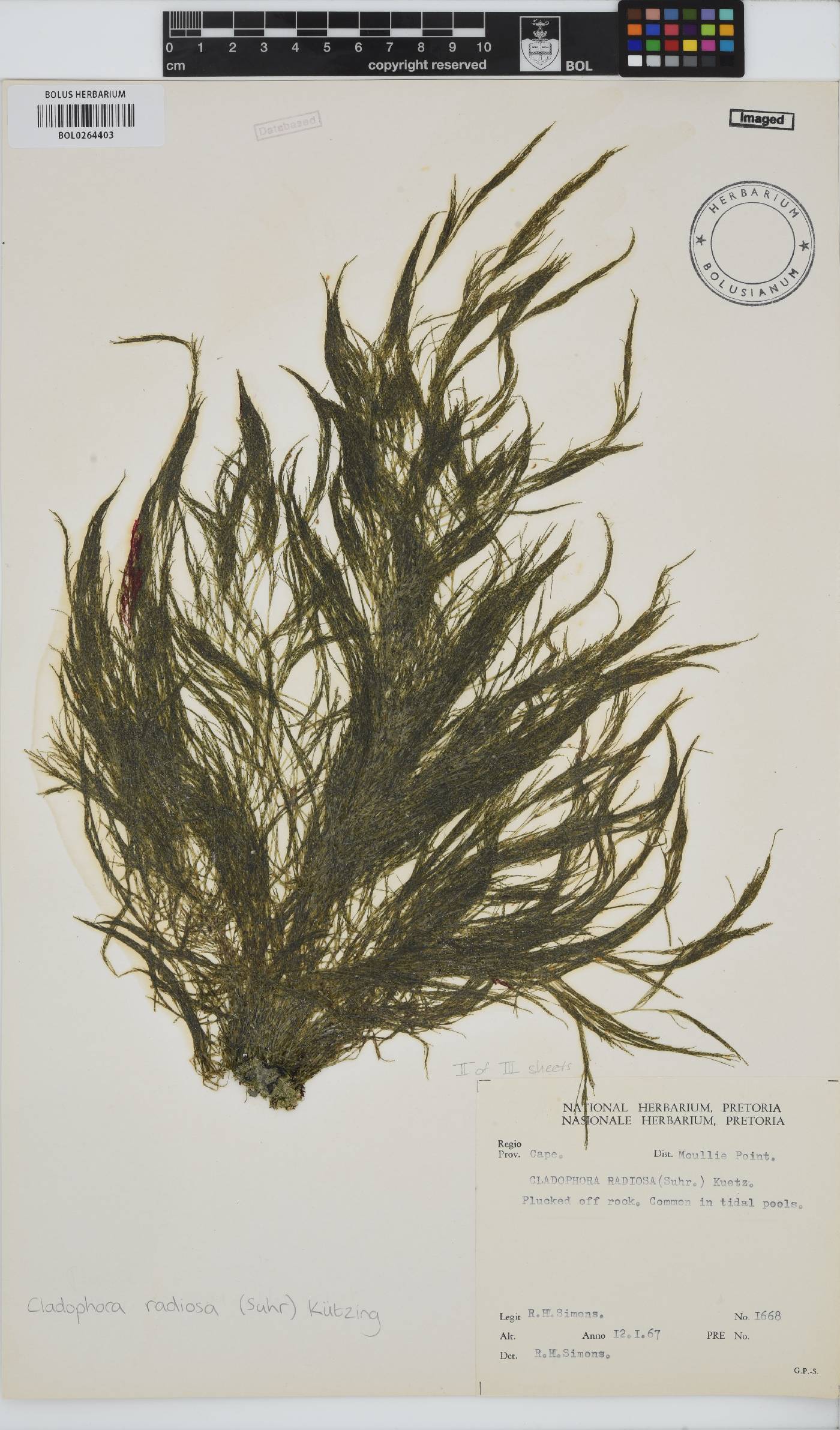 Lychaete radiosa image