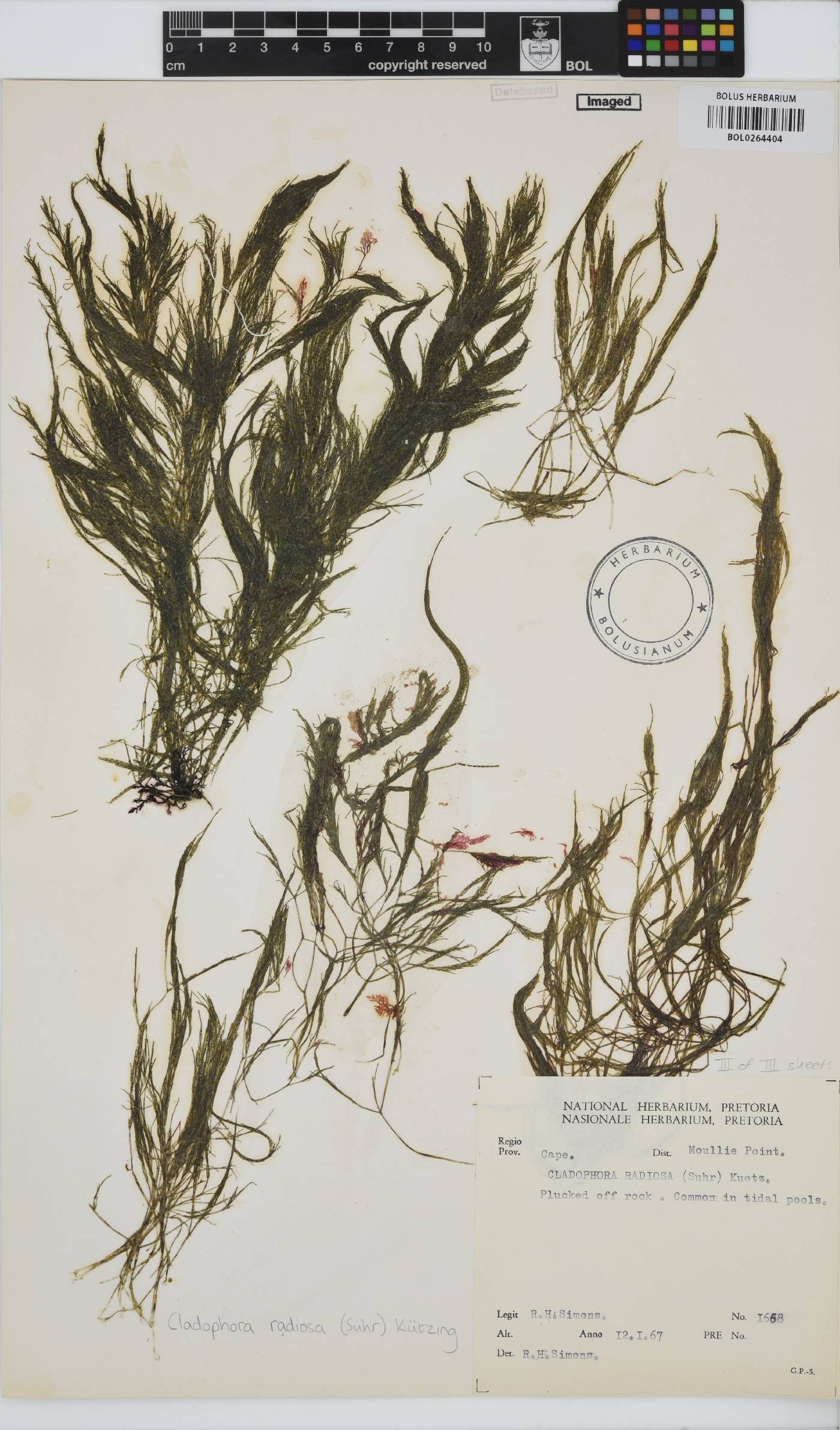 Lychaete radiosa image