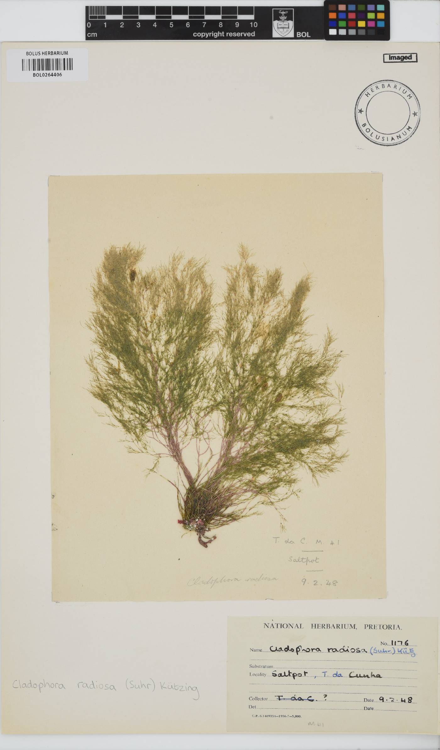 Lychaete radiosa image