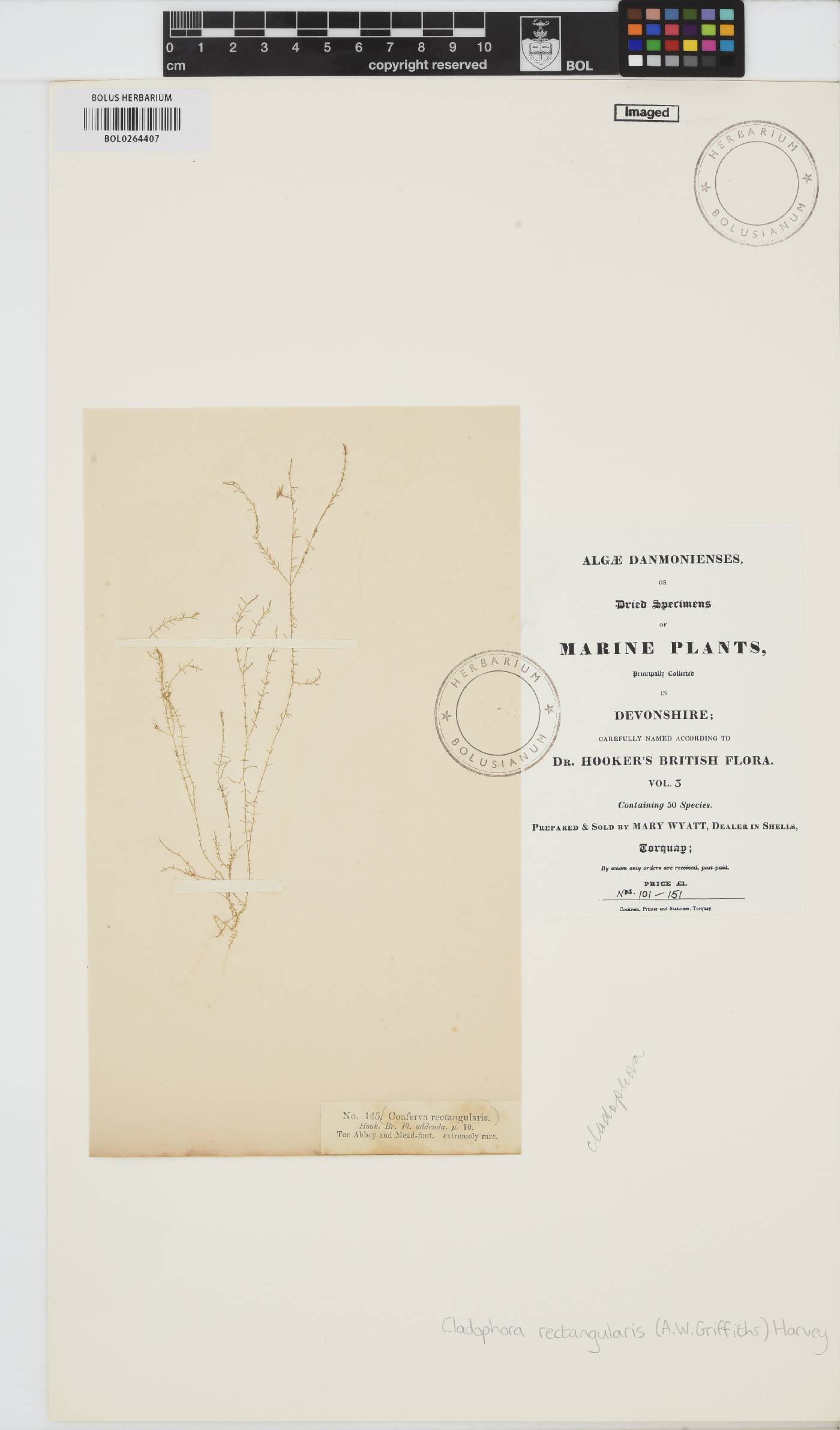Cladophora hutchinsiae image