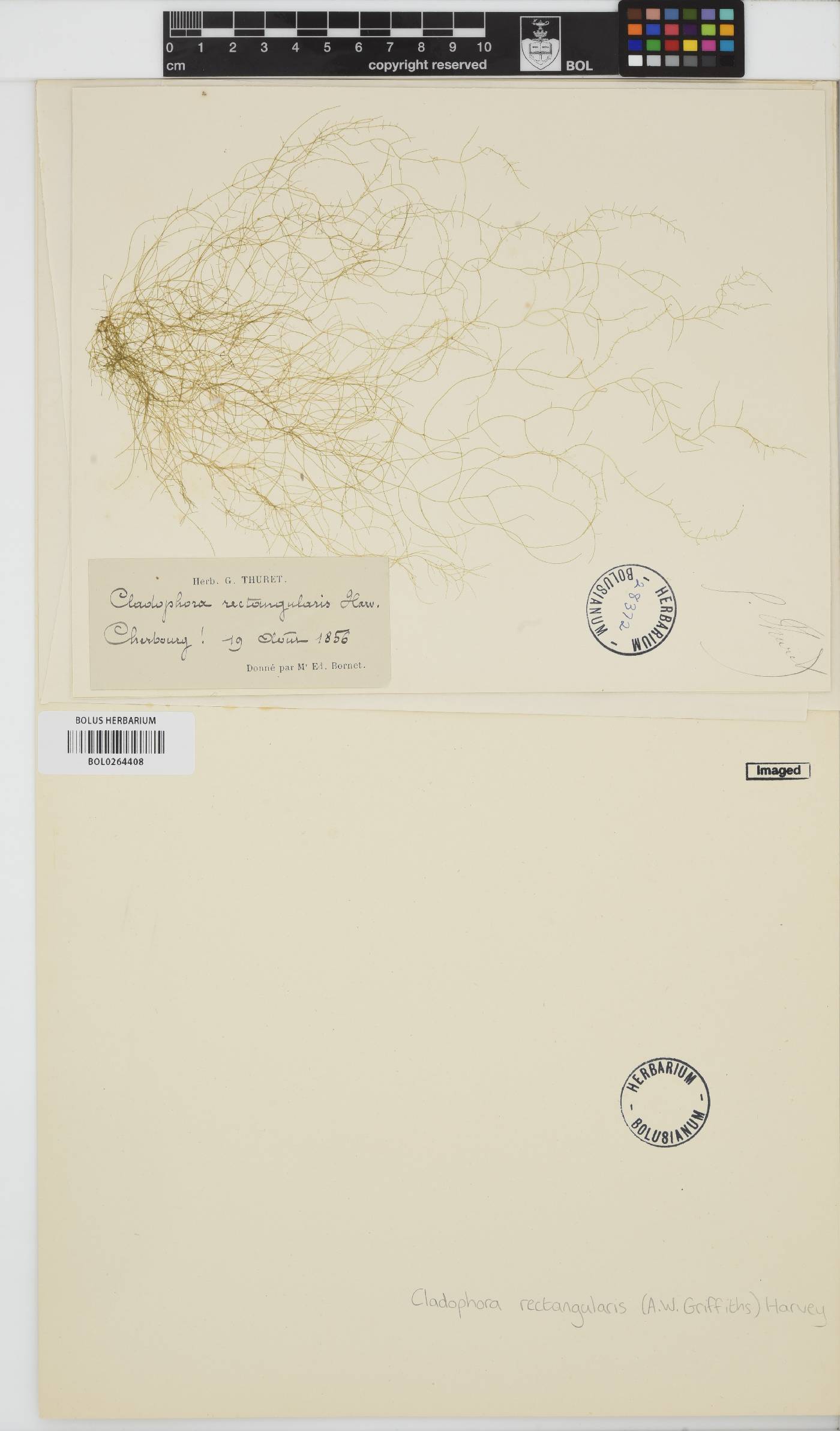 Cladophora hutchinsiae image