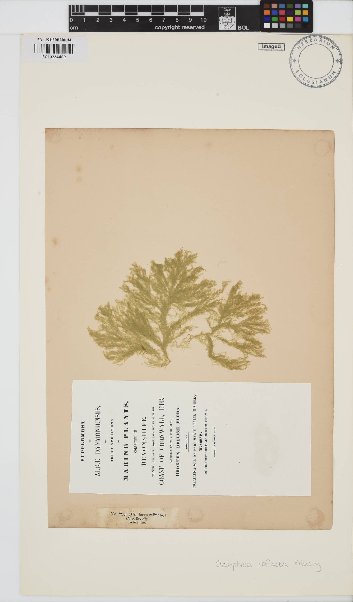 Cladophora refracta image